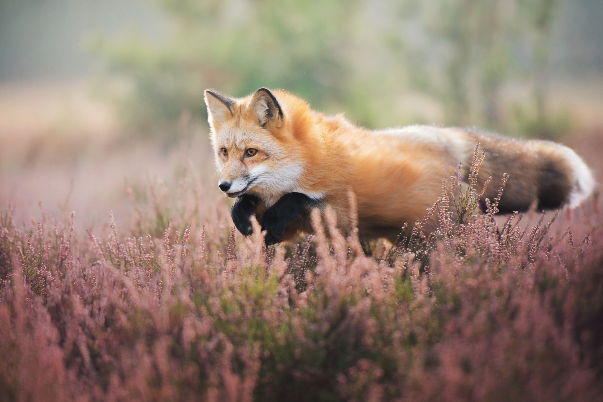animal, fox, depth of field, jump iphone wallpaper