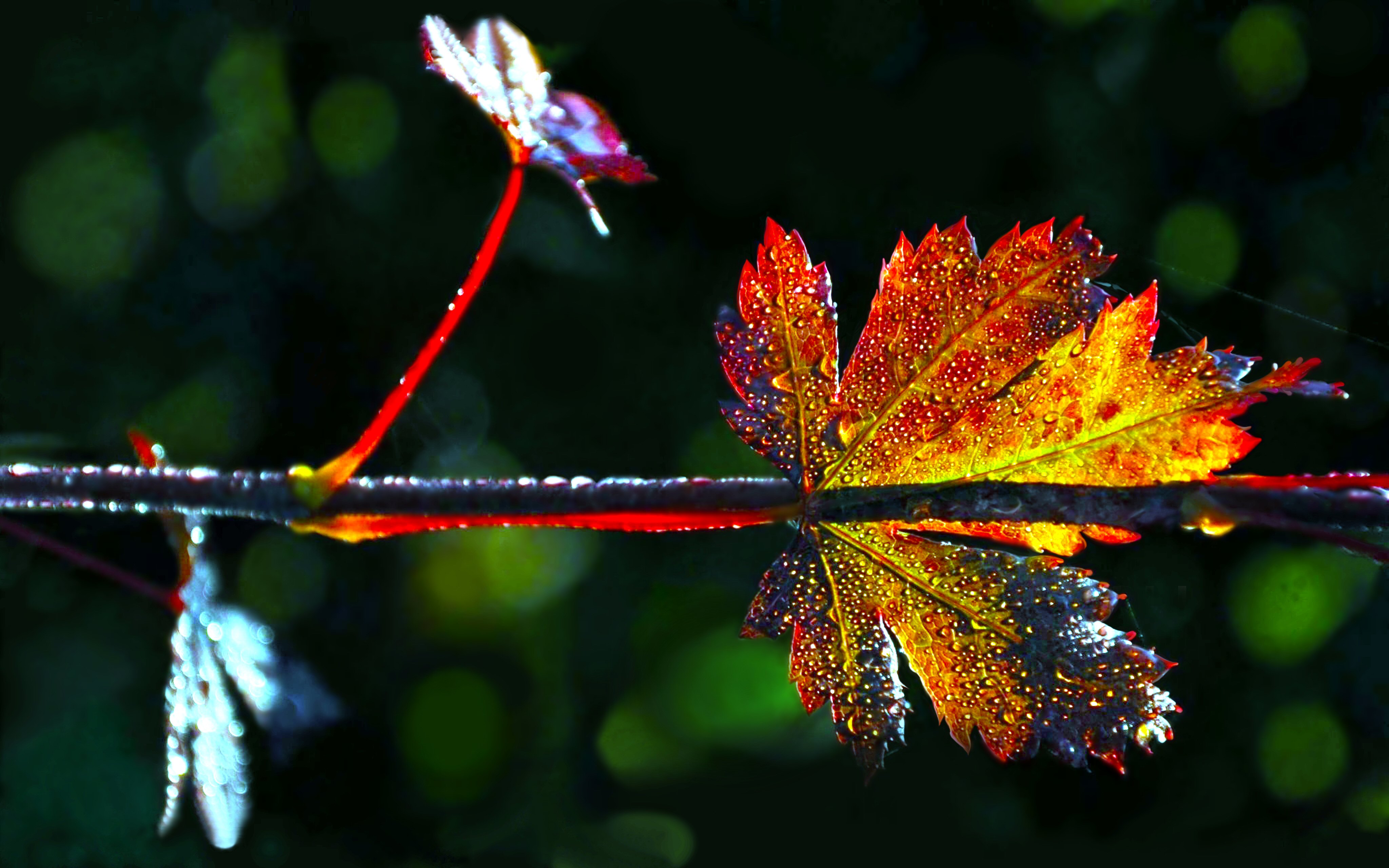 1491181 下載圖片 自然, 叶子, 丰富多彩的, 落下, 绿色的, 红色的, 水滴 - 免費壁紙和屏保