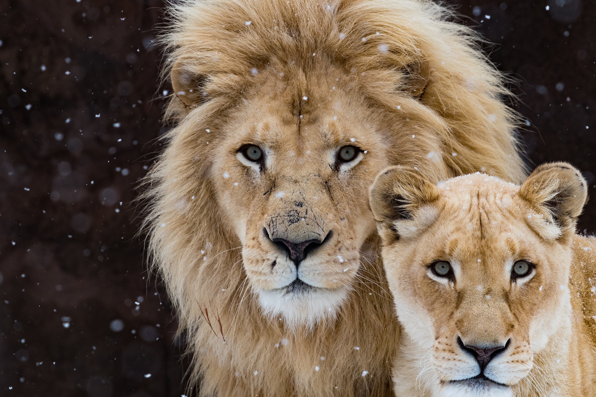 фото цветных львов
