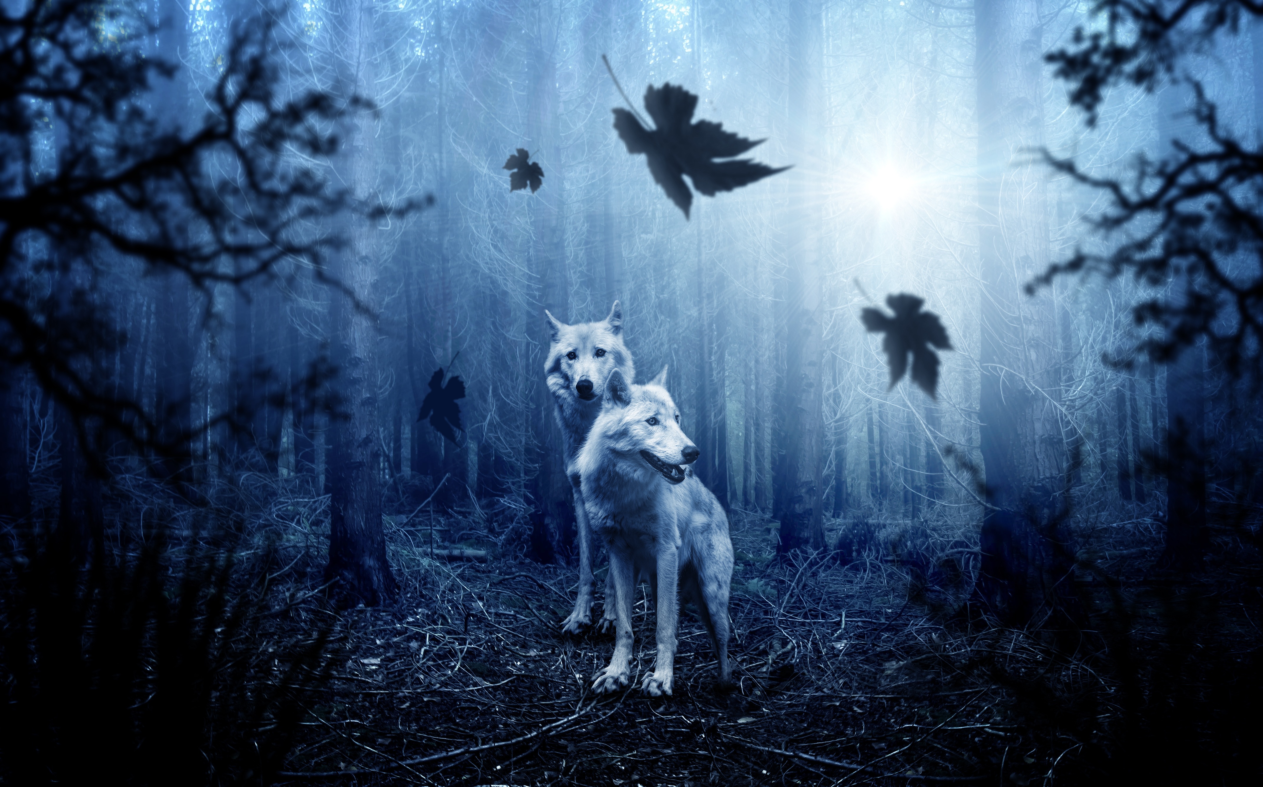 forest, photoshop, animals, predators, wolfs wallpapers for tablet
