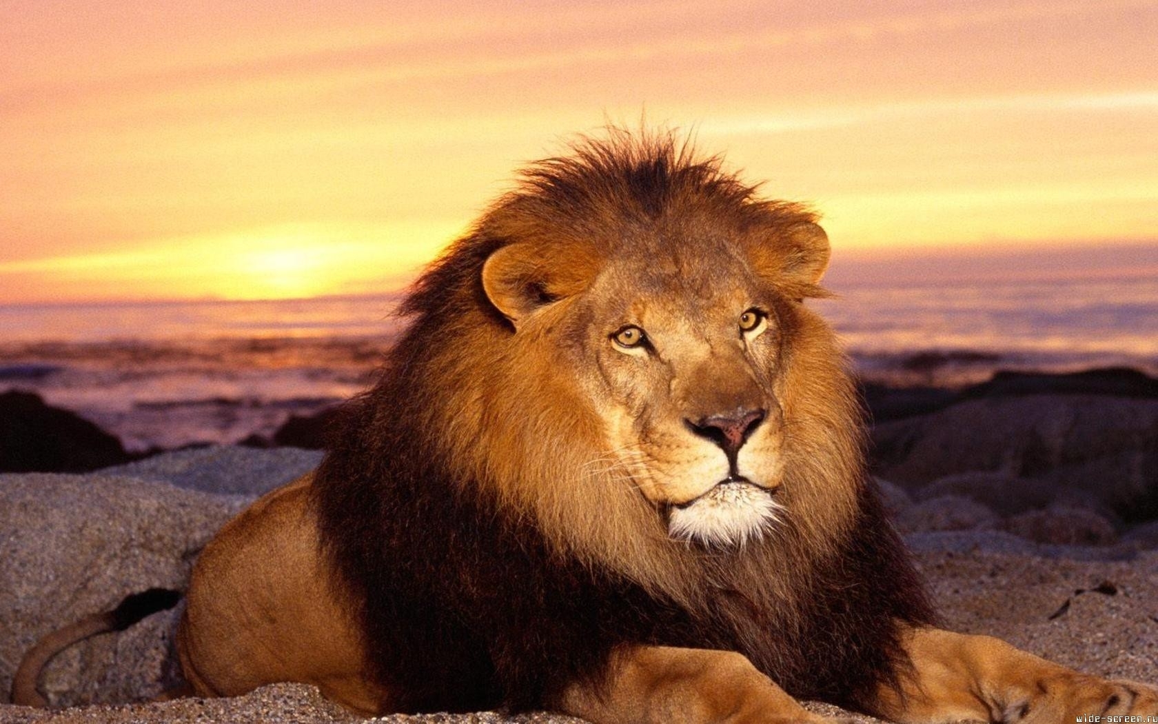 132 免費下載壁紙 日落, 动物, 猫, 狮子, 橙色 屏保和圖片