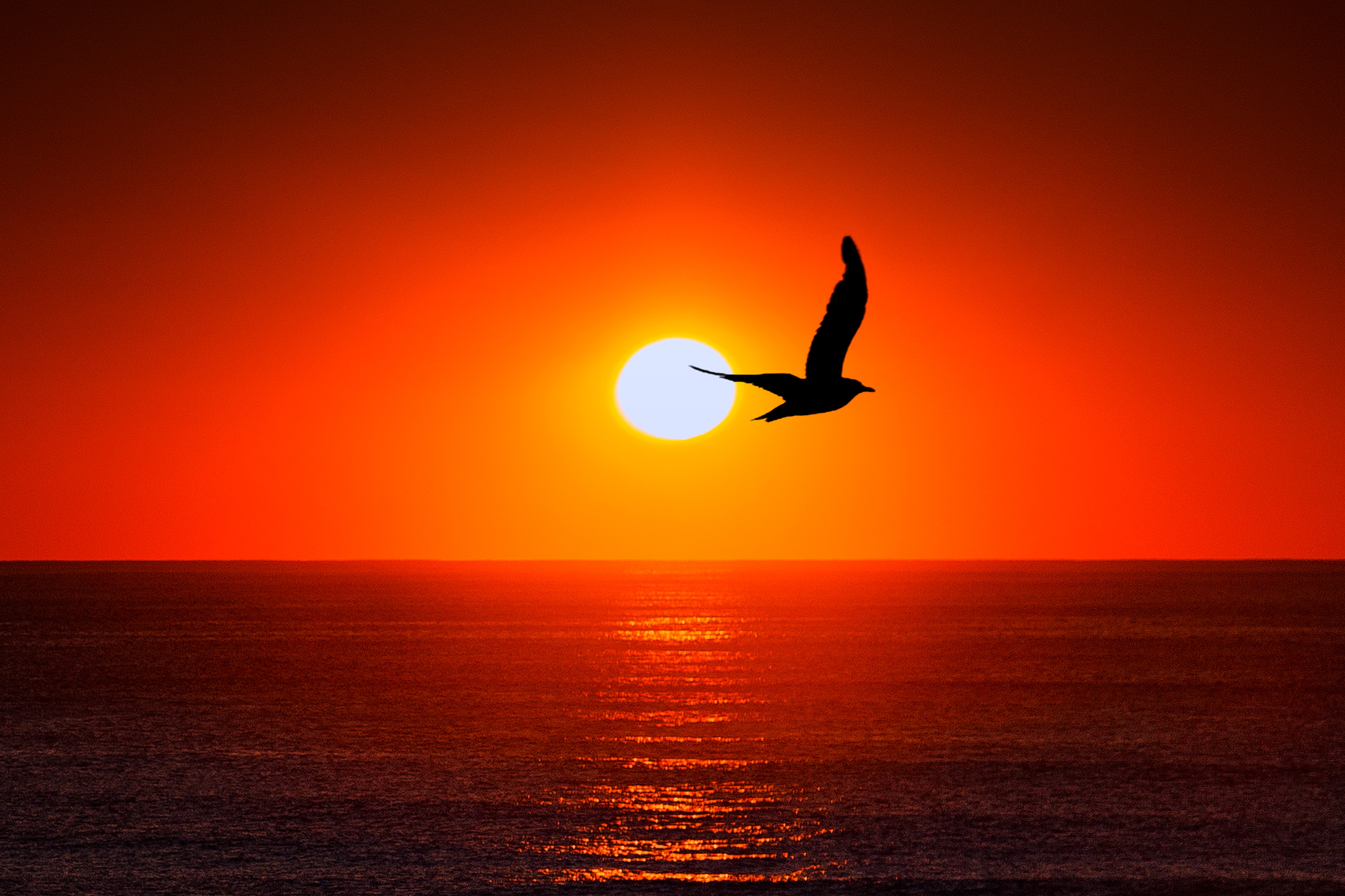 sun, bird, sea, silhouette, animals, sky 1080p