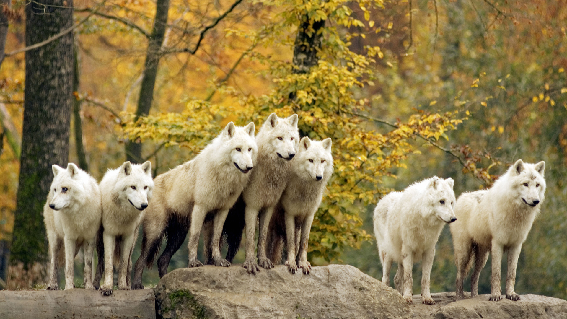 Download mobile wallpaper Animals, Wolfs for free.
