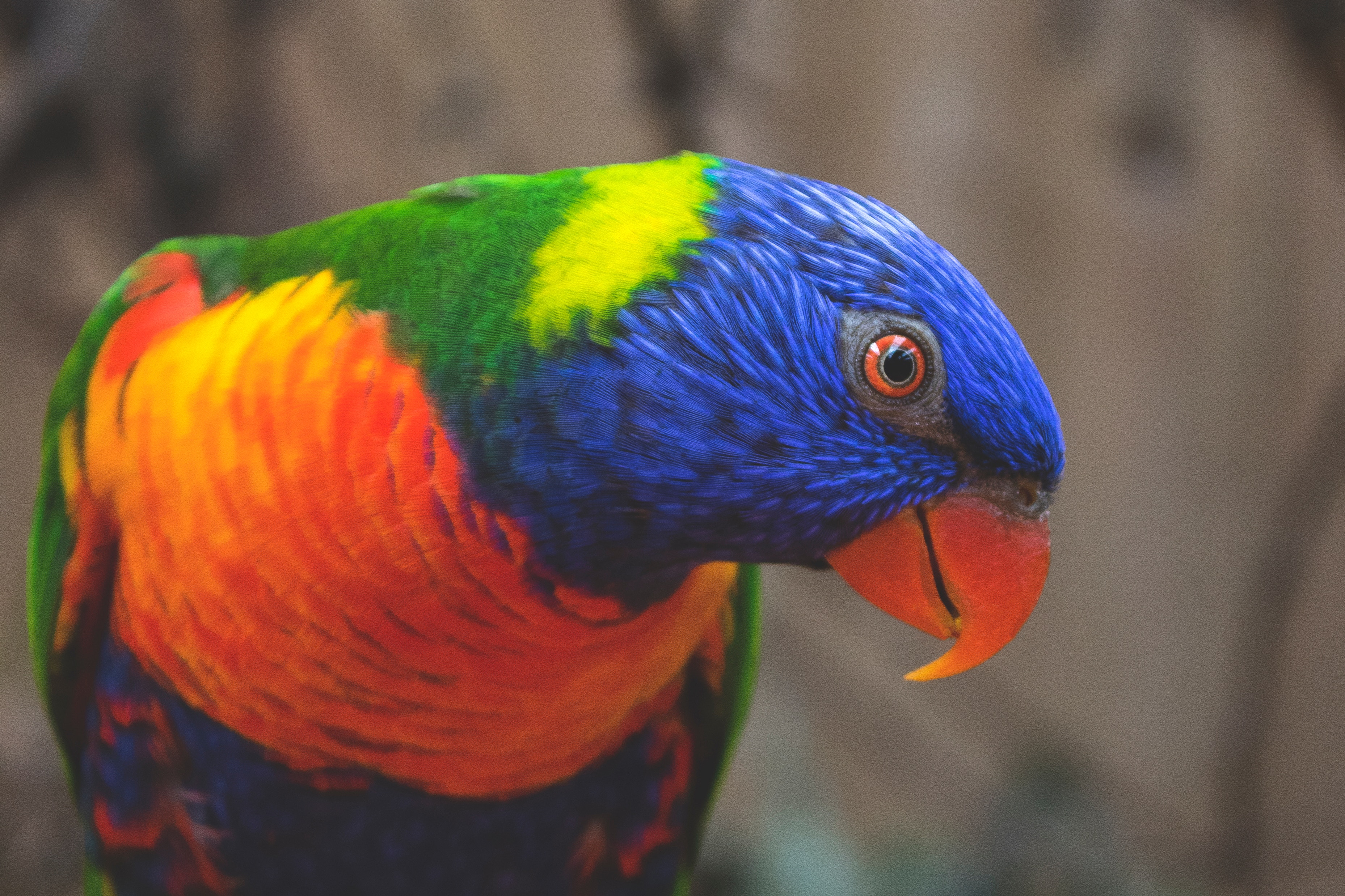 81162 télécharger l'image animaux, perroquets, oiseau, multicolore, hétéroclite, loriquet multicolore, loriket multicolore - fonds d'écran et économiseurs d'écran gratuits