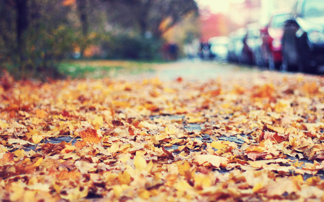 Download mobile wallpaper Leaves, Landscape, Autumn for free.