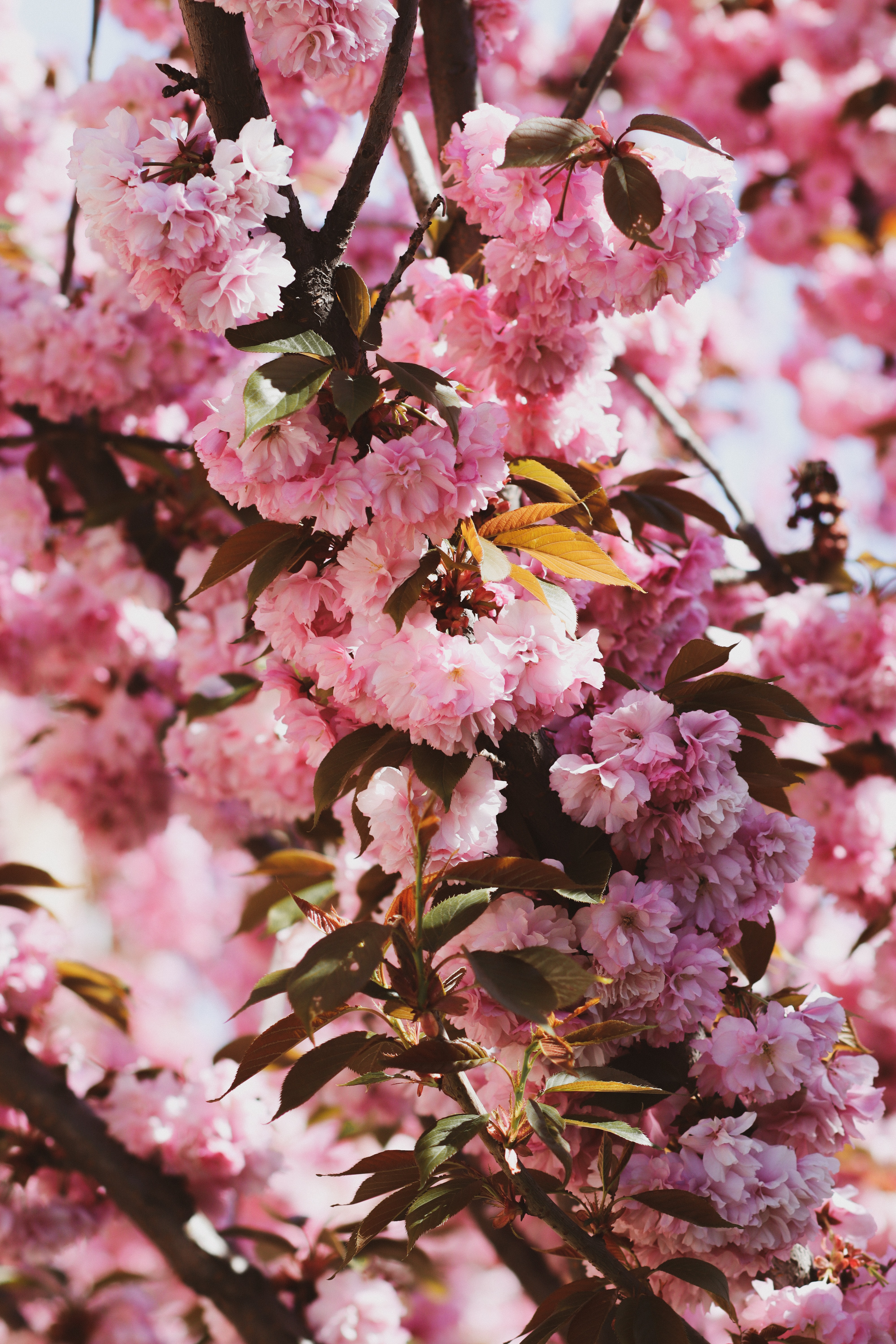 flowering, sakura, branches, flowers, bloom Full HD