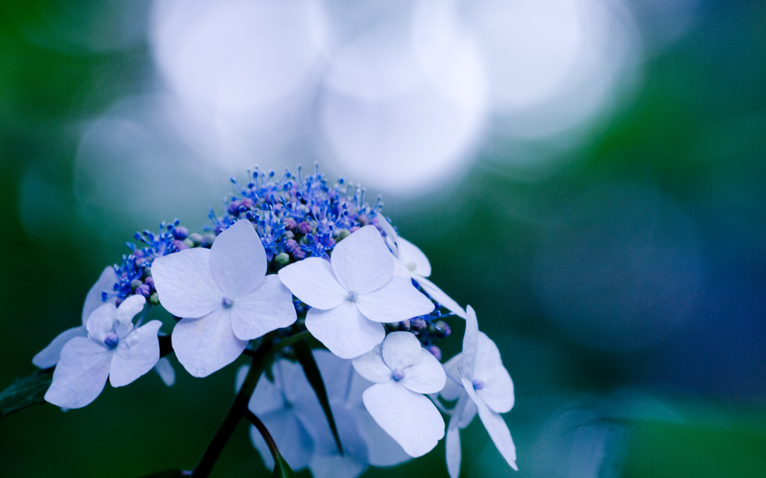 307120 Hintergrundbild herunterladen hortensien, erde/natur, blumen - Bildschirmschoner und Bilder kostenlos