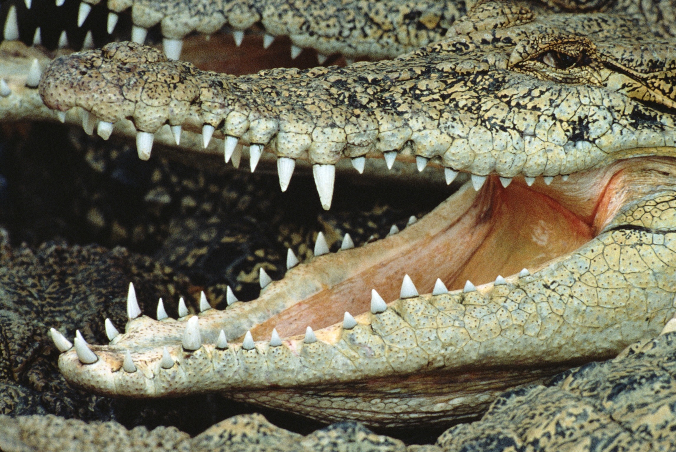animals, grin, muzzle, to fall, mouth, crocodile Full HD