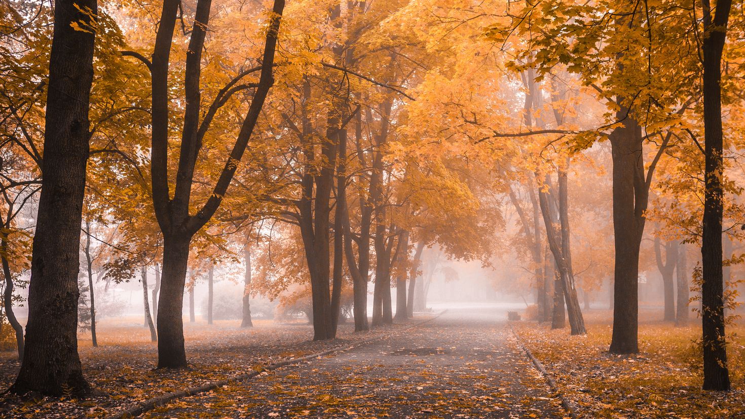 Осенний парк аллея