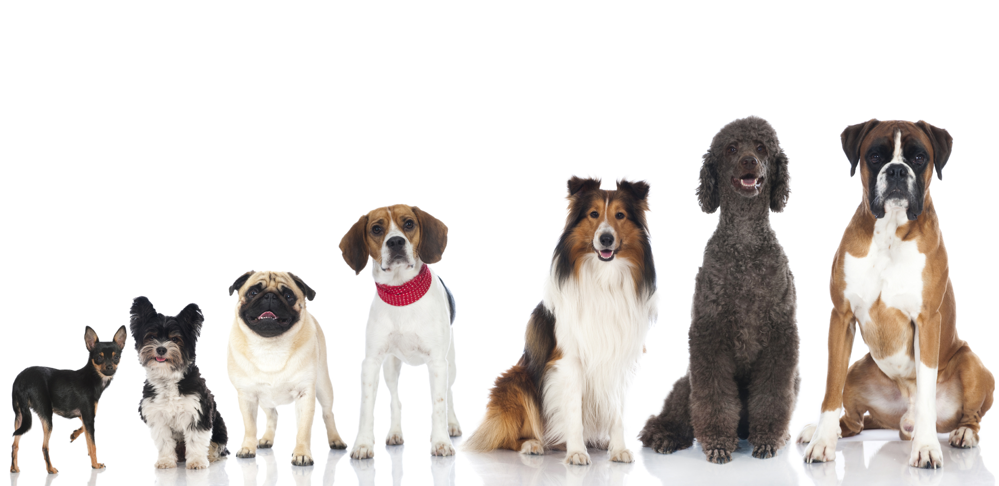 animal, dog, beagle, boxer (dog), chihuahua, poodle, pug, rough collie, dogs
