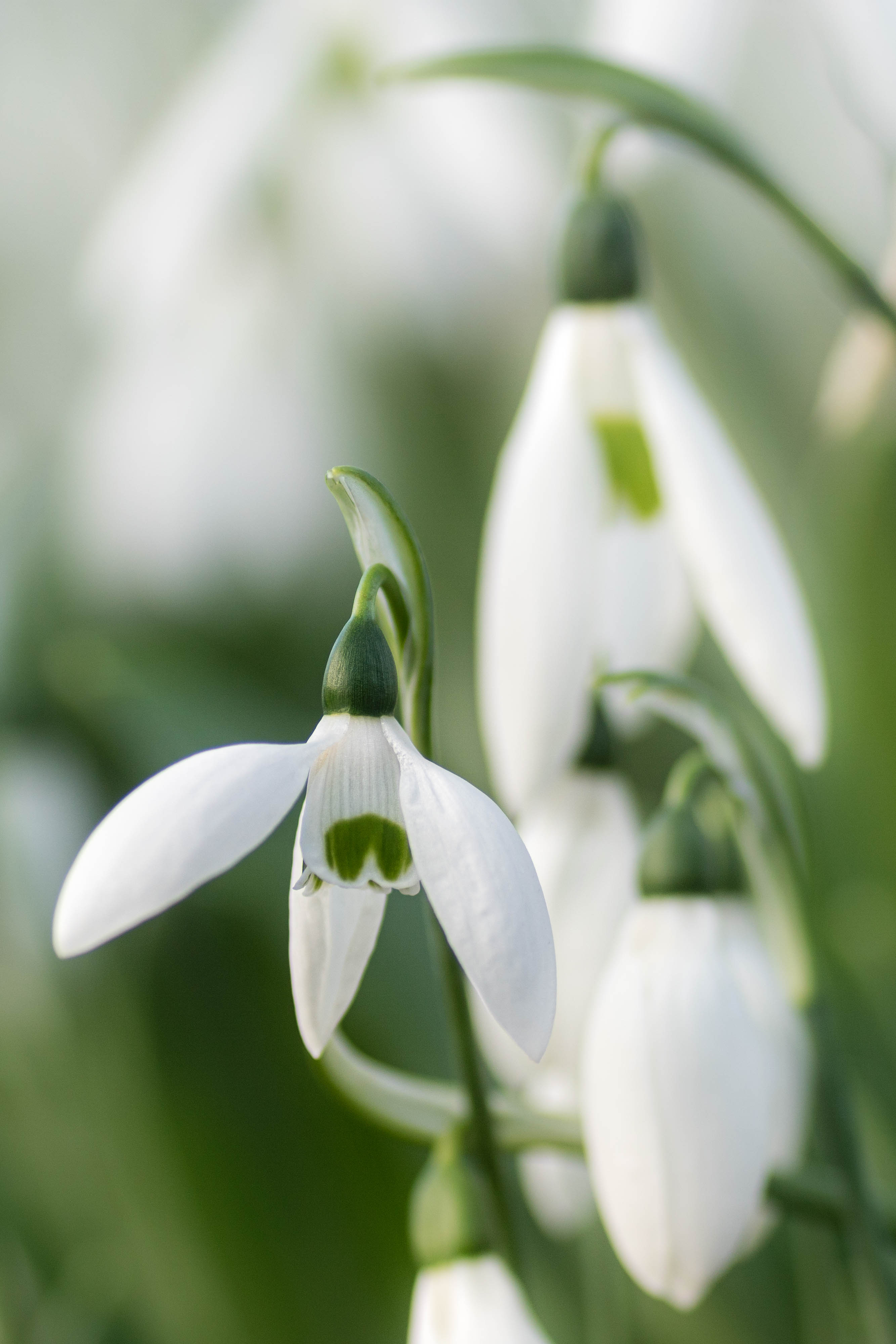 Best Snowdrops Background for mobile
