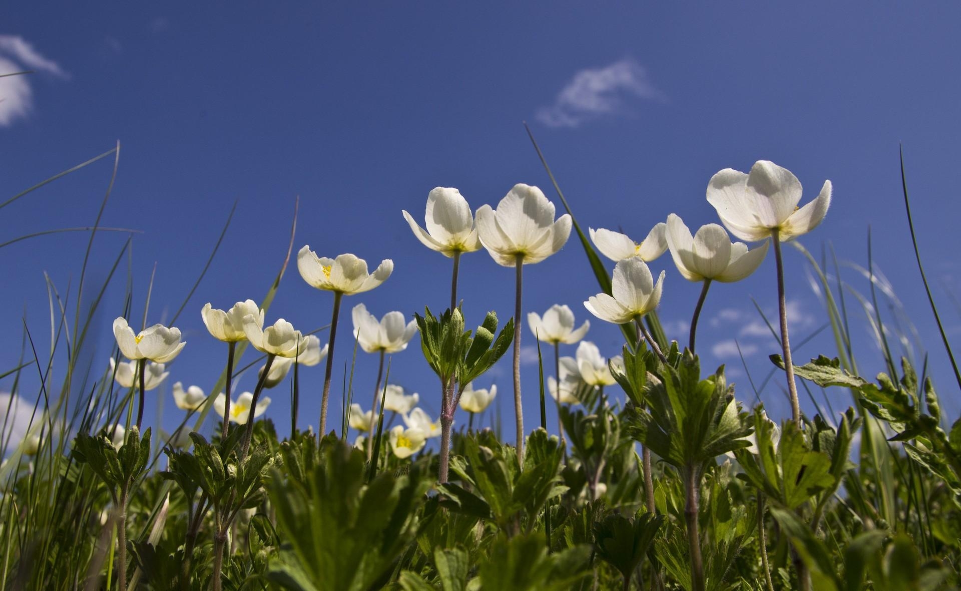 Laden Sie das Grass, Schneewittchen, Anemone, Blumen, Sky, Feld-Bild kostenlos auf Ihren PC-Desktop herunter