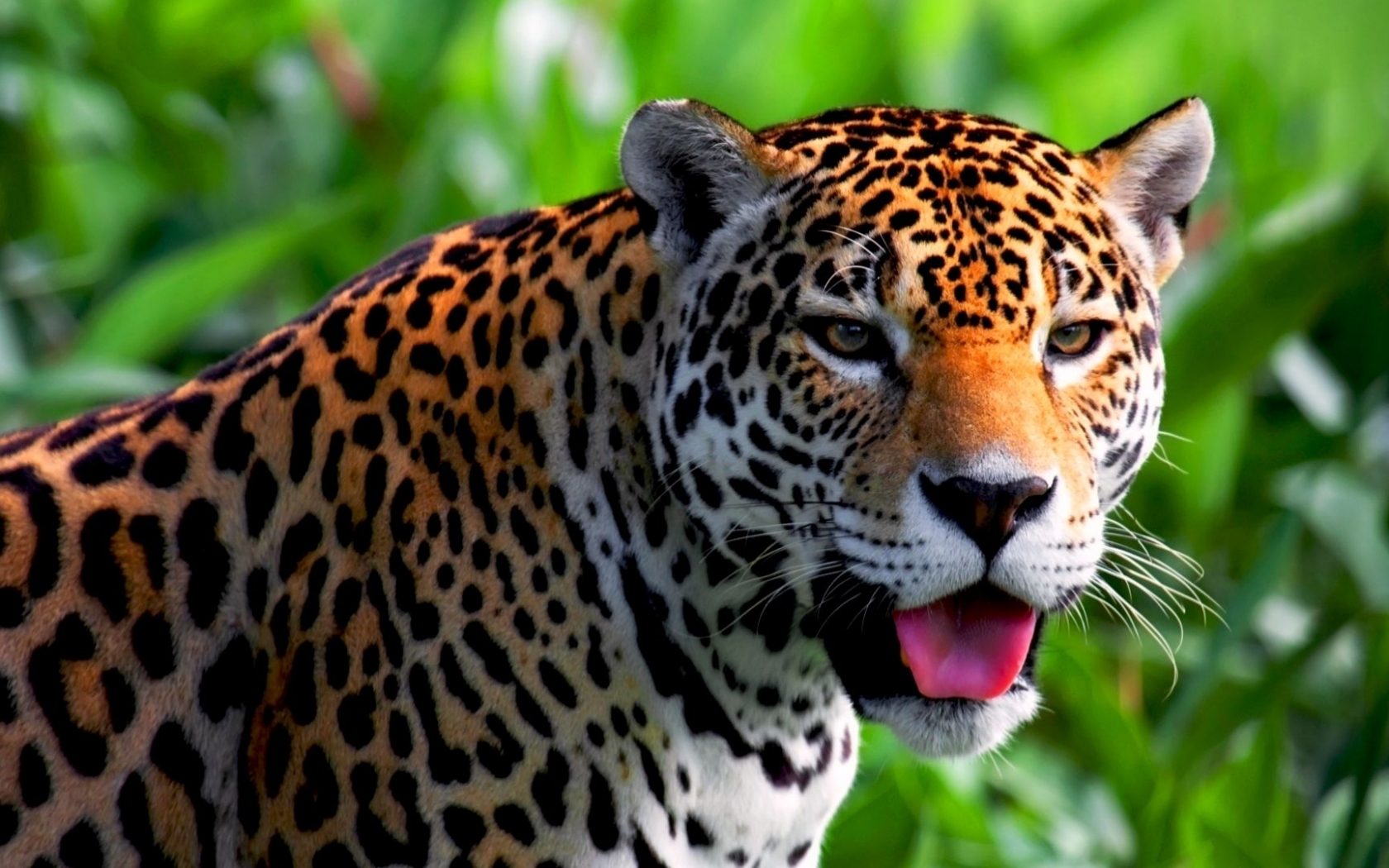 40037 Protetores de tela e papéis de parede Leopards em seu telefone. Baixe  fotos gratuitamente