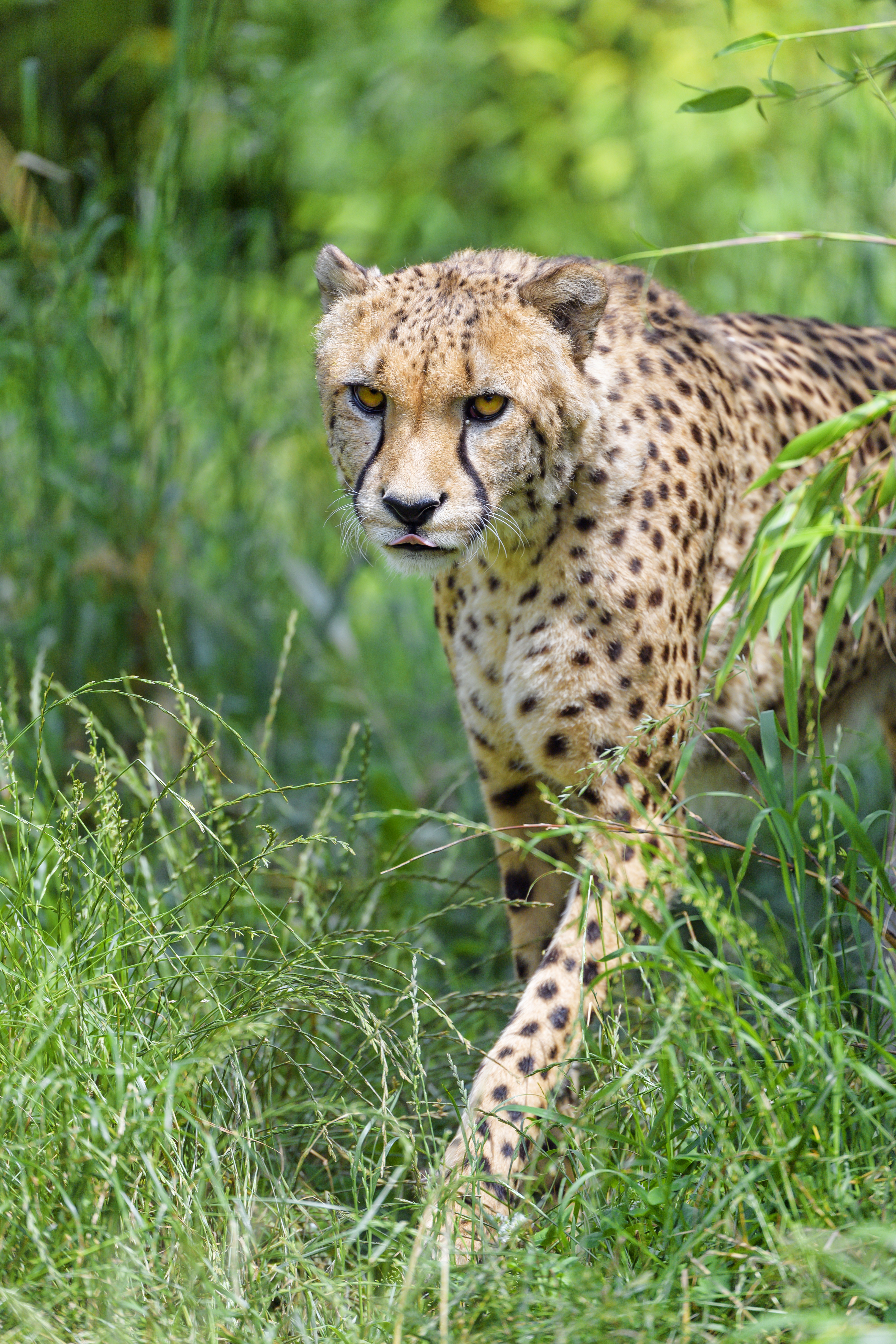 cheetah, animals, predator, big cat, tongue stuck out, protruding tongue phone background