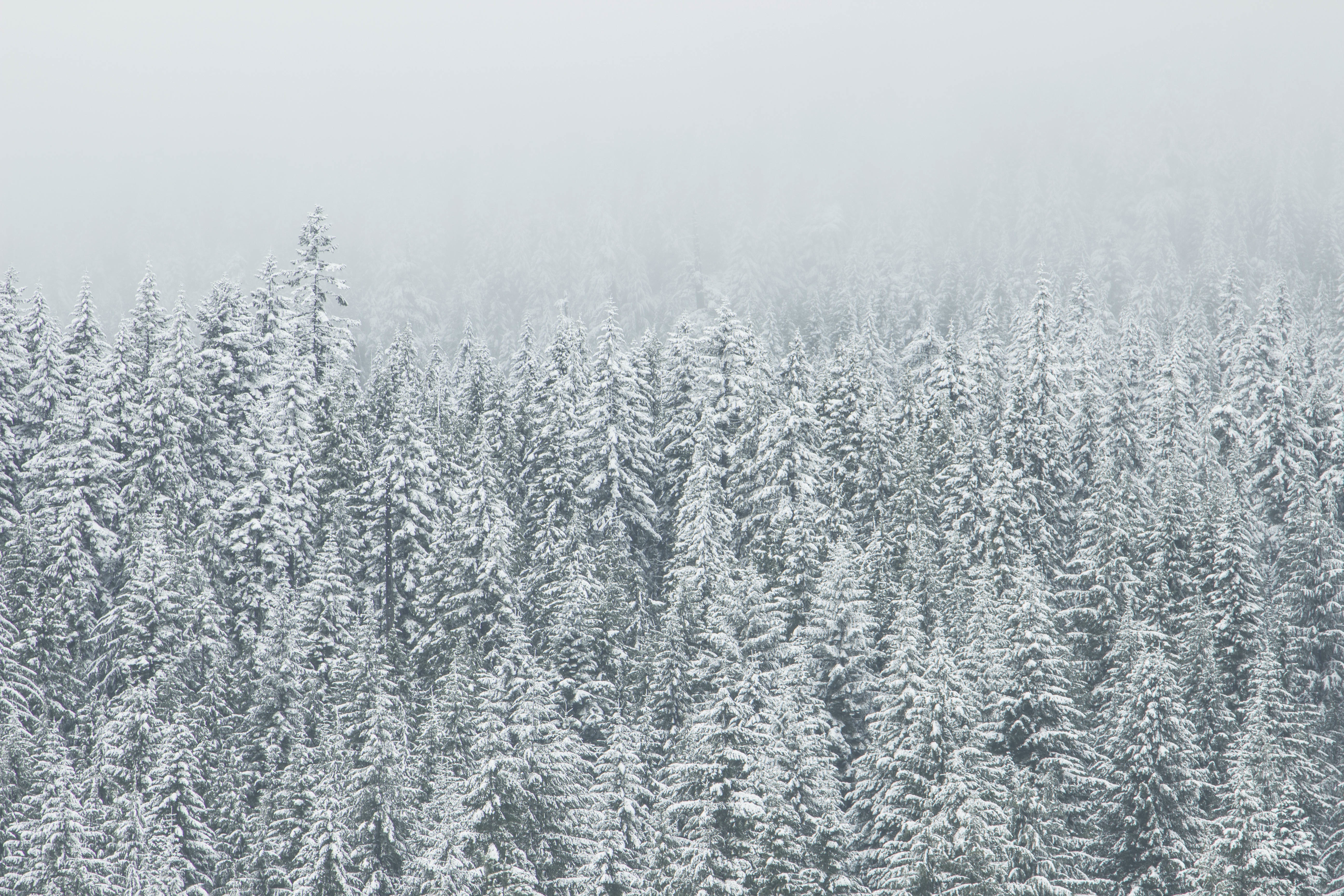 Ice forest. Зимний еловый лес. Снежный лес. Хвойный лес зимой. Снежный еловый лес.