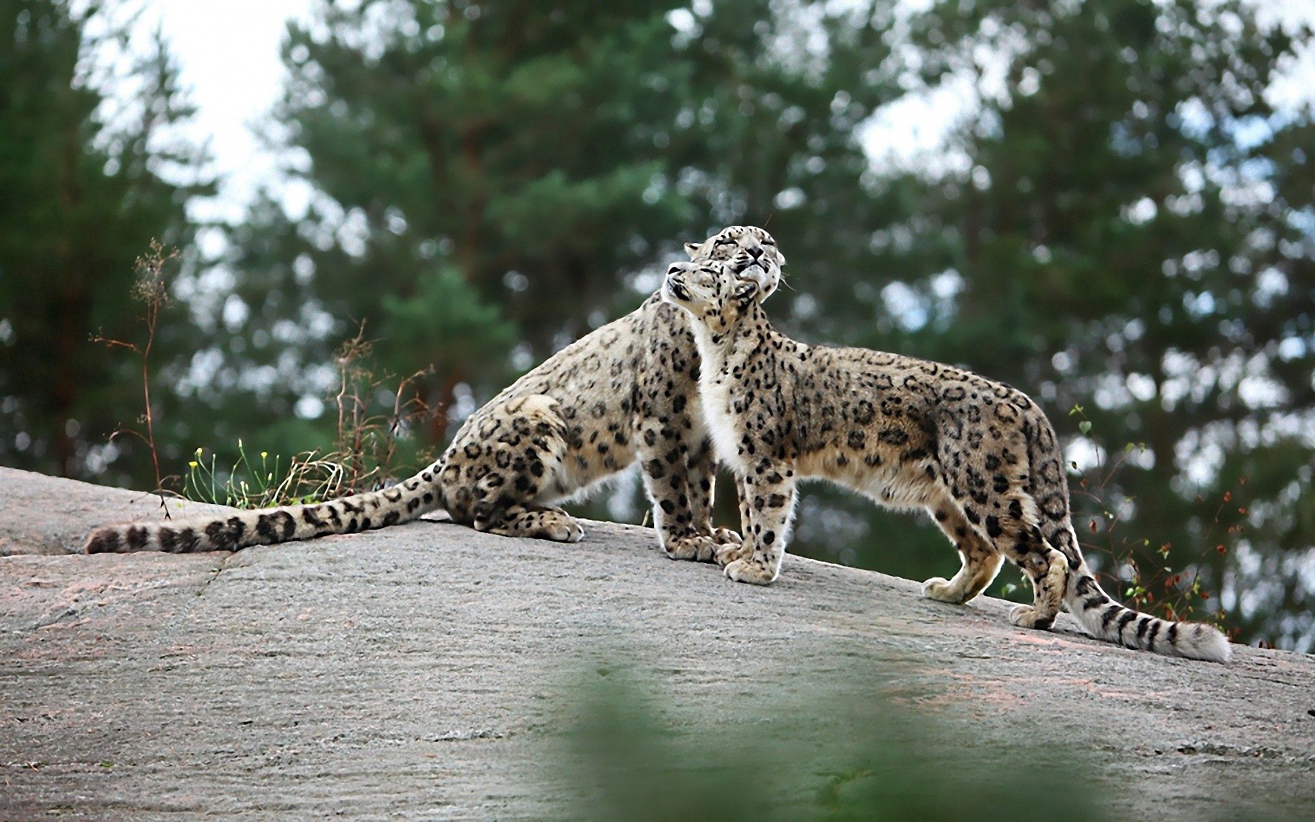 animals, stones, predators, playful, big cats, snow leopards
