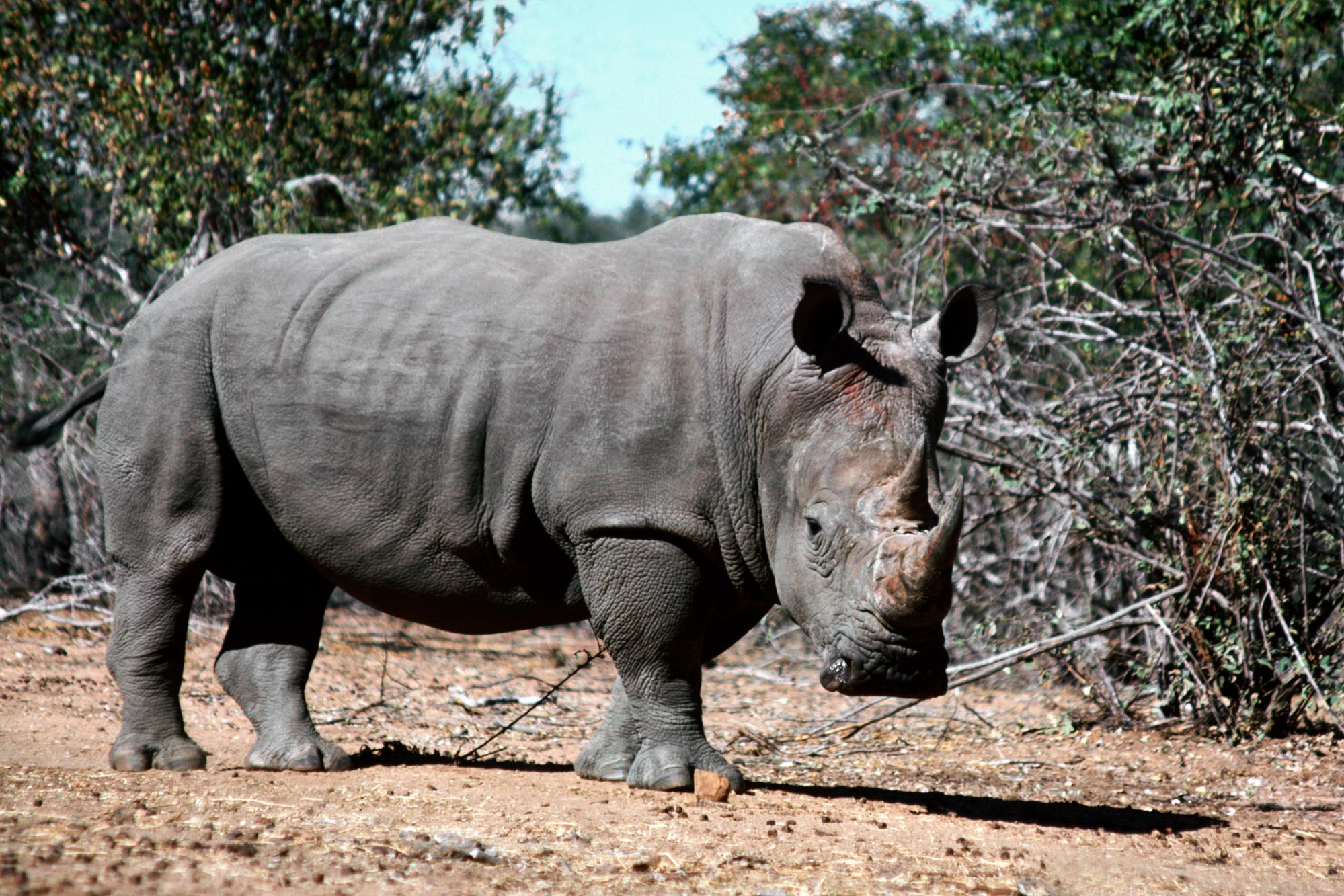 253053 descargar imagen animales, rinoceronte: fondos de pantalla y protectores de pantalla gratis