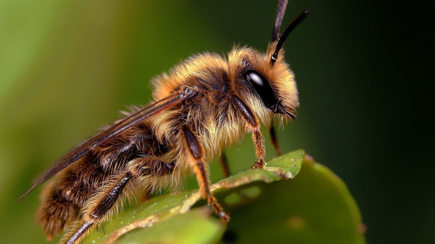 Пчела сегодня. Насекомые. Пчела. Насекомые картинки. Пчела макро.