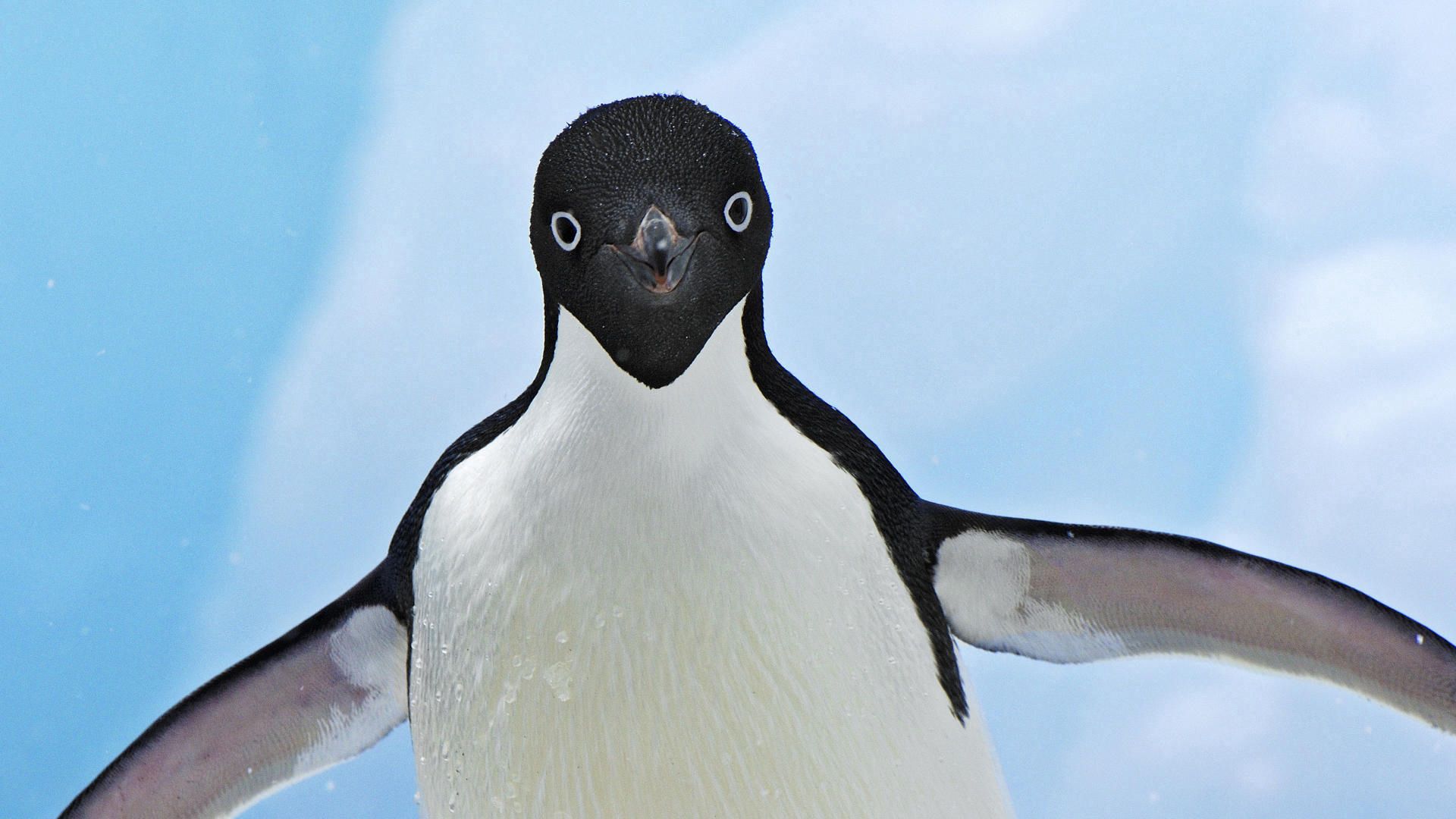 110771 скачать обои пингвин, животные, морда, крылья, взмах - заставки и картинки бесплатно
