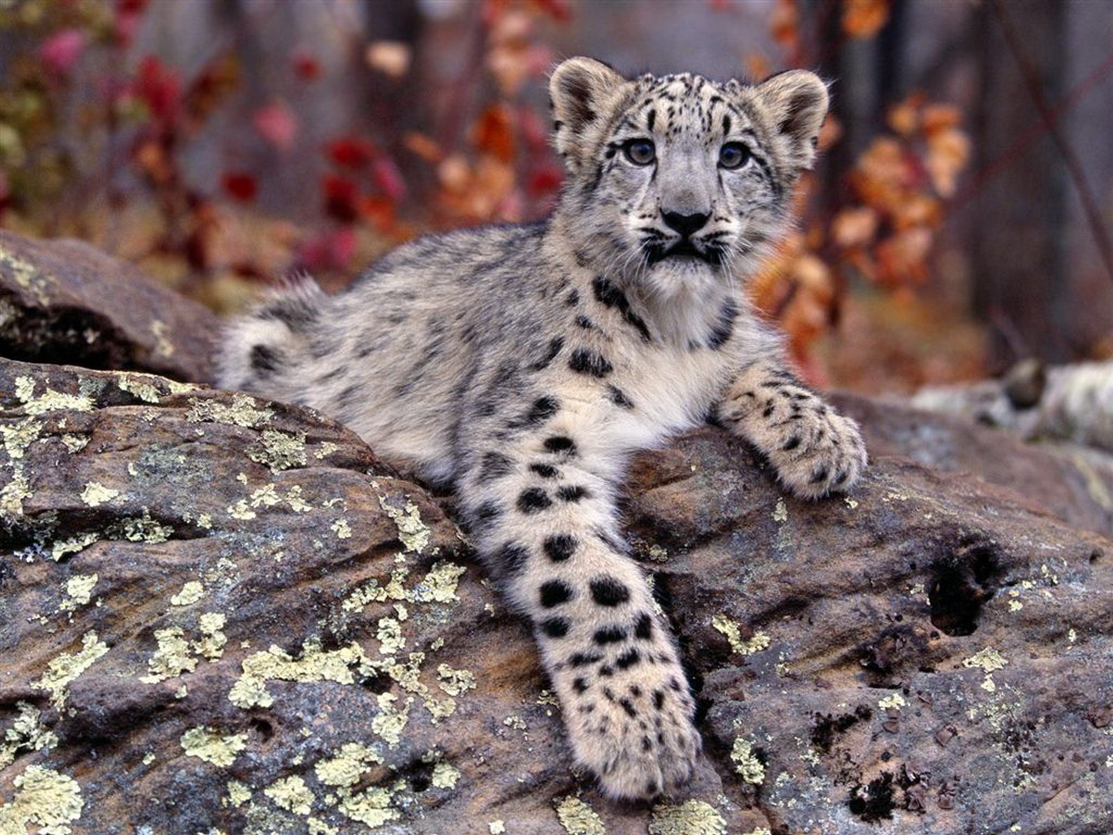 Download mobile wallpaper Snow Leopard, Animals for free.