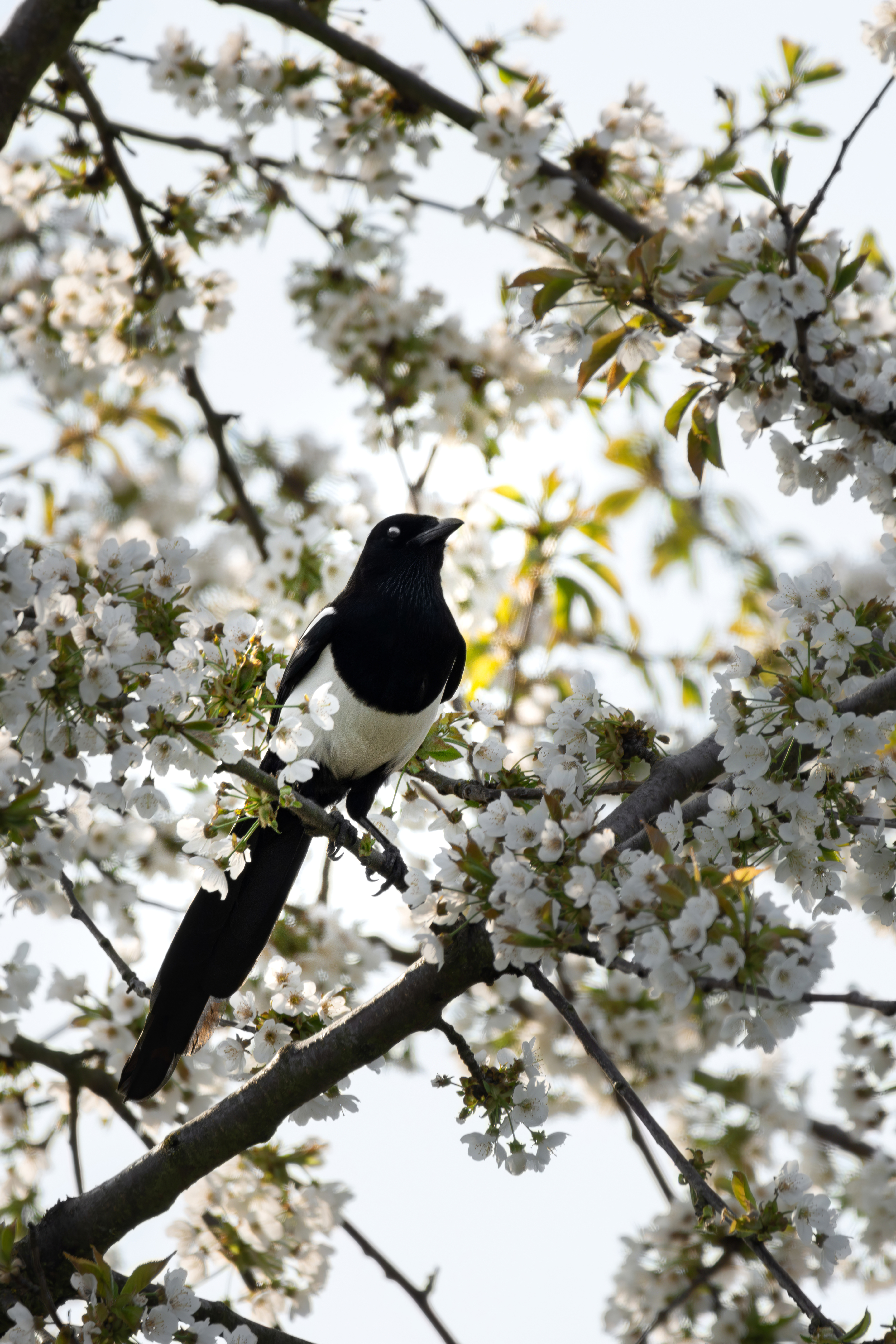 Download mobile wallpaper Magpie, Animals, Flowering, Bloom, Bird, Branch for free.