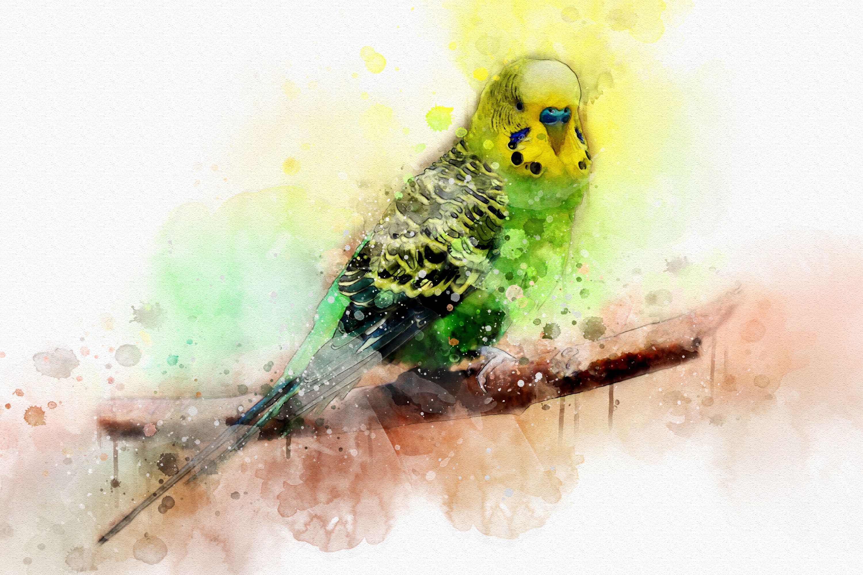 watercolor, animal, budgerigar, bird, parrot, birds