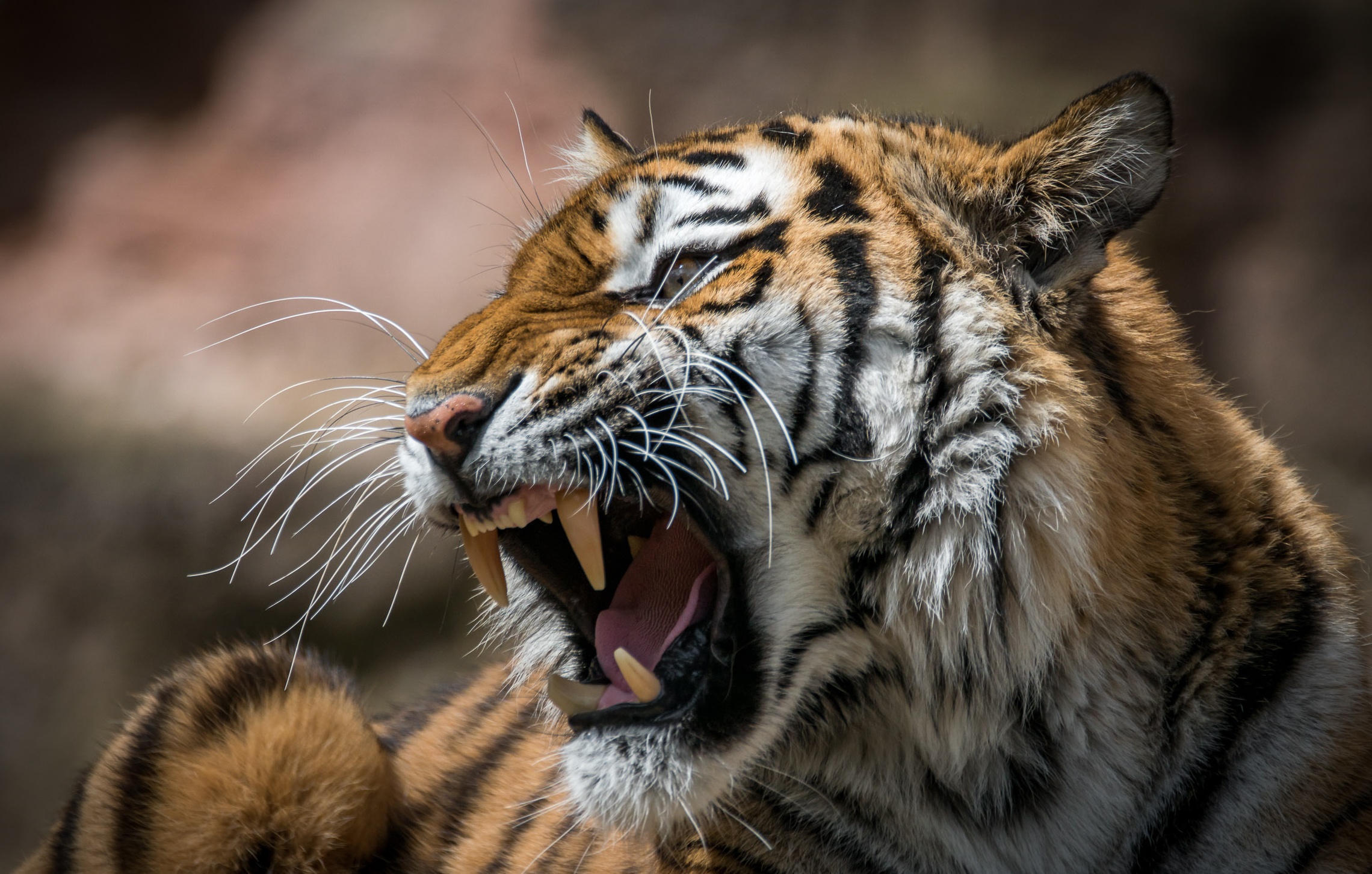 animal, tiger, roar, cats download HD wallpaper