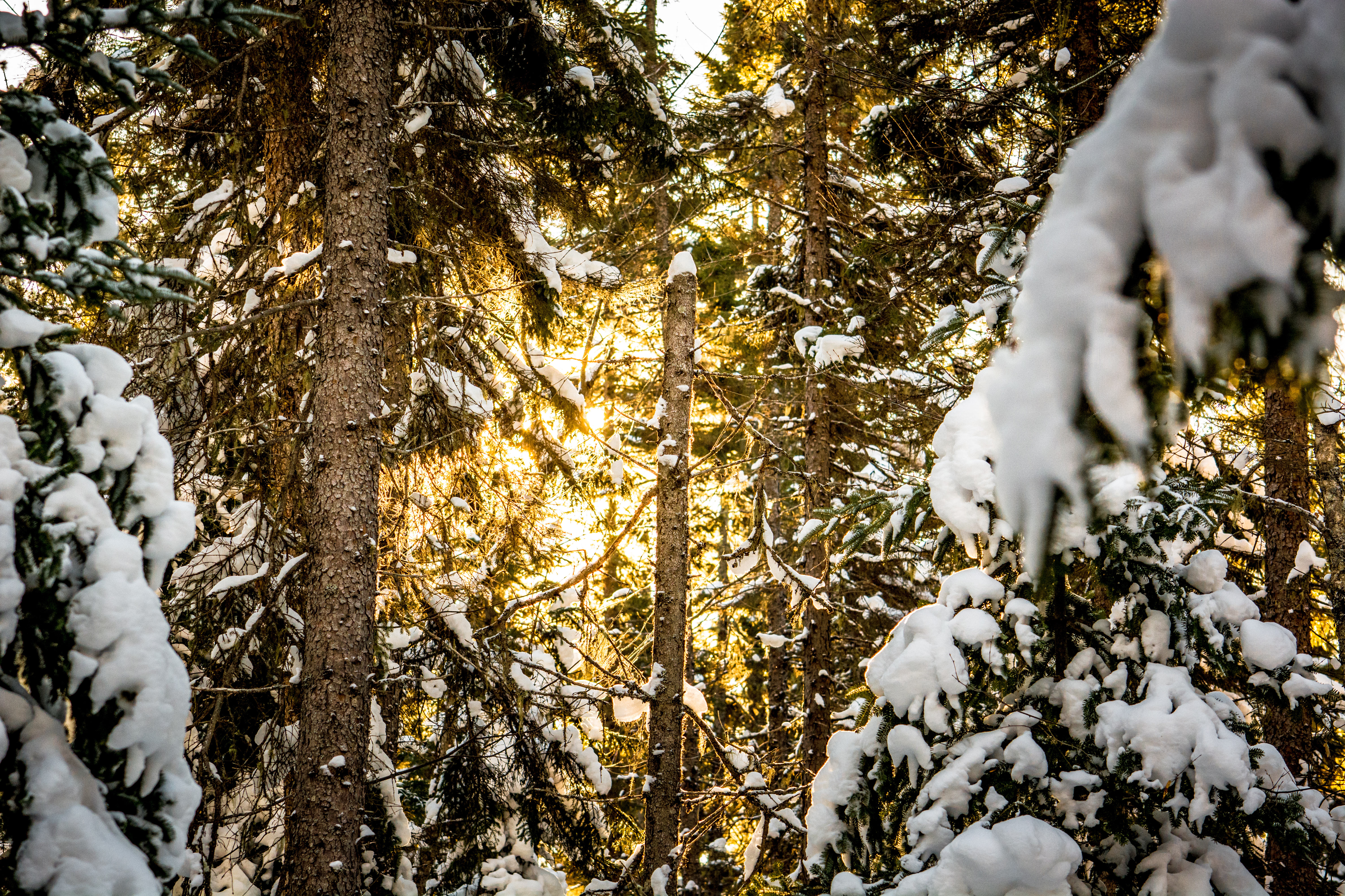 73948 скачать картинку зима, природа, деревья, сосны, снег, лес, солнечный свет - обои и заставки бесплатно