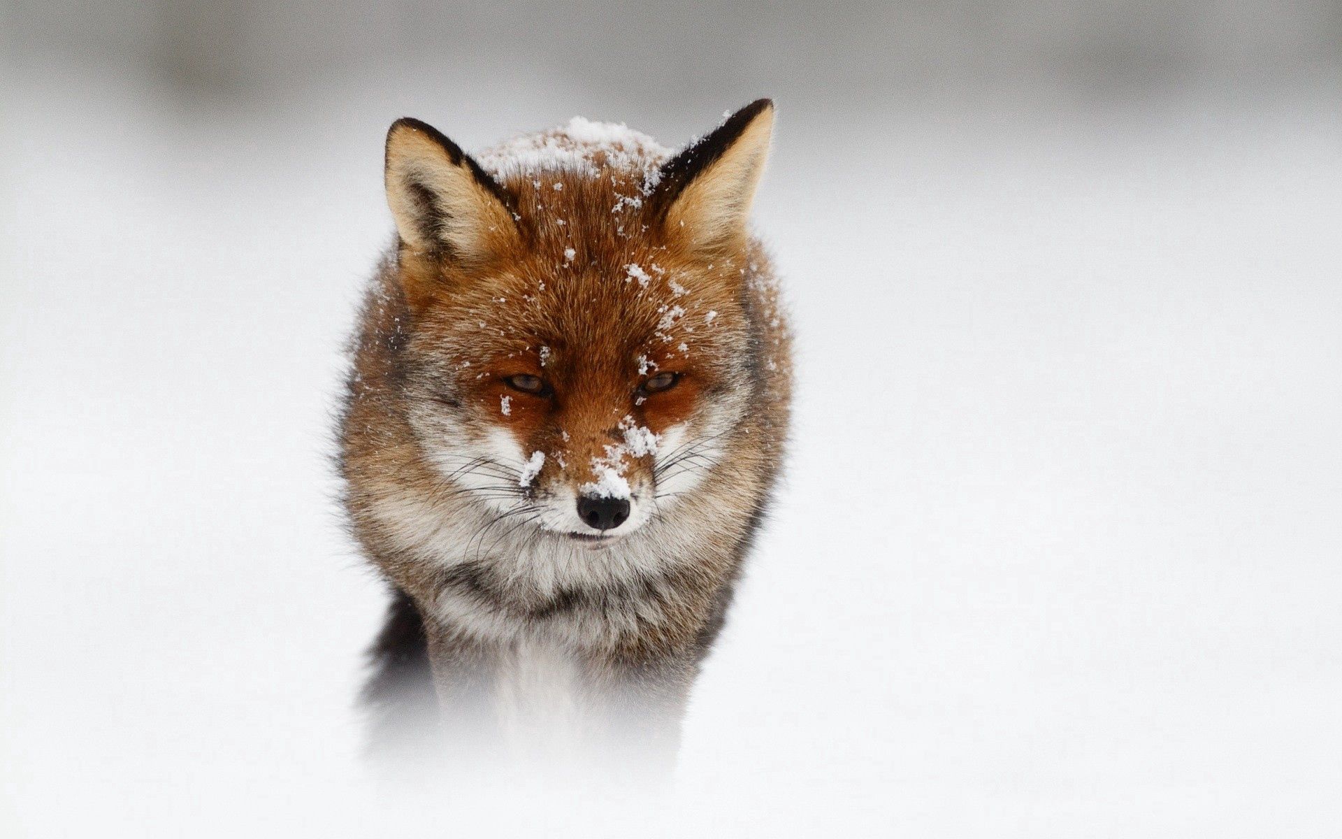 Красивая лиса в снегу на айфон