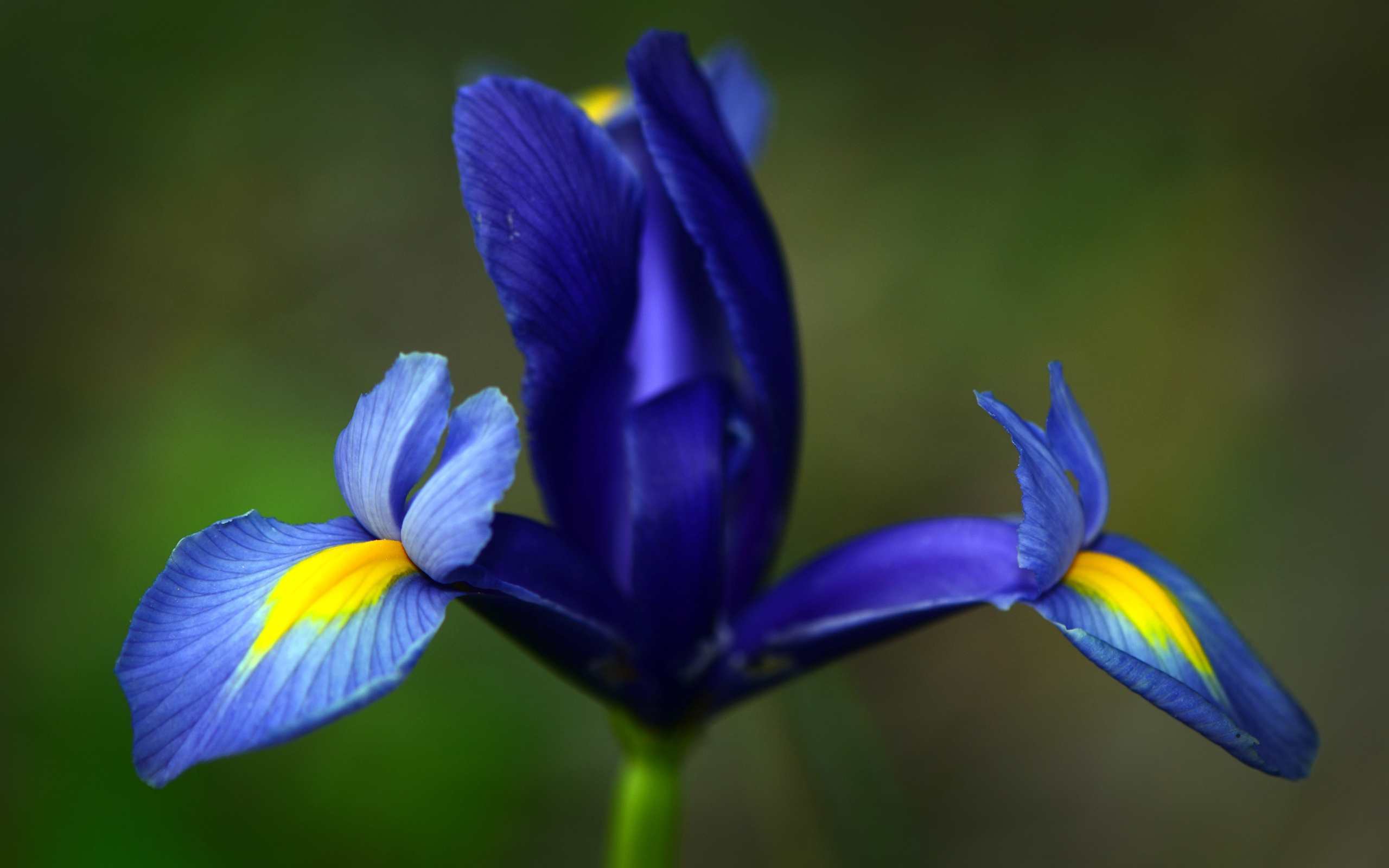 earth, iris, flower, flowers 5K