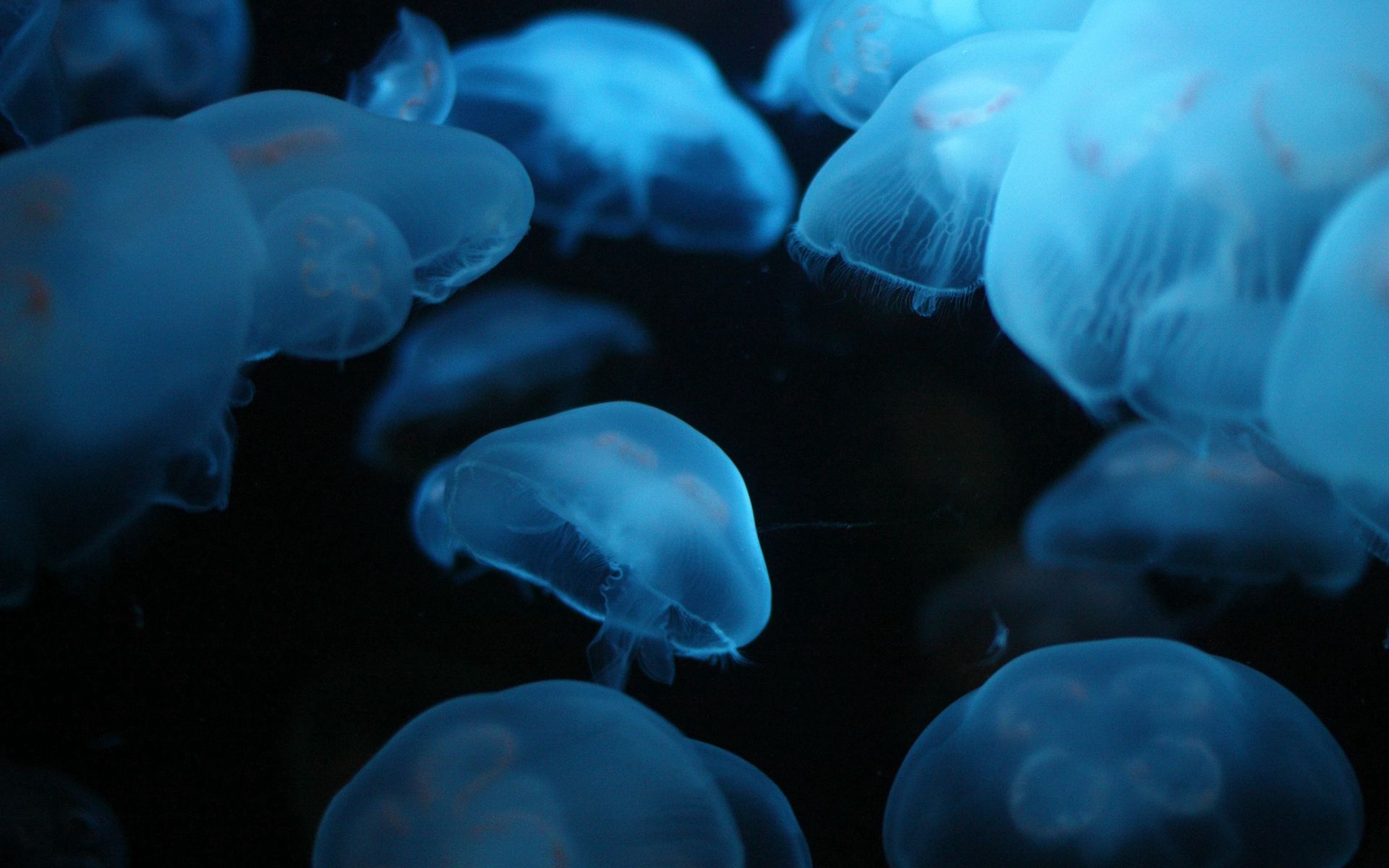 animals, jellyfish, underwater world, to swim, swim Phone Background