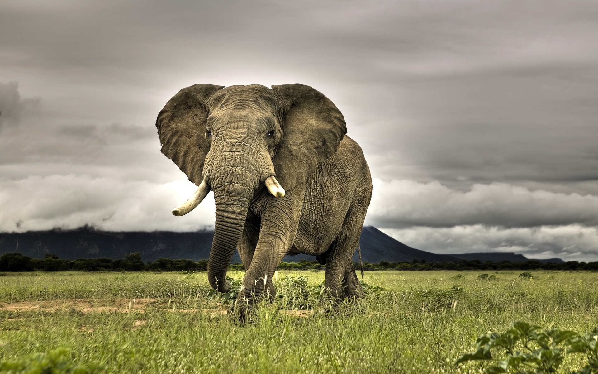 43598 Bild herunterladen elephants, tiere, gelb - Hintergrundbilder und Bildschirmschoner kostenlos