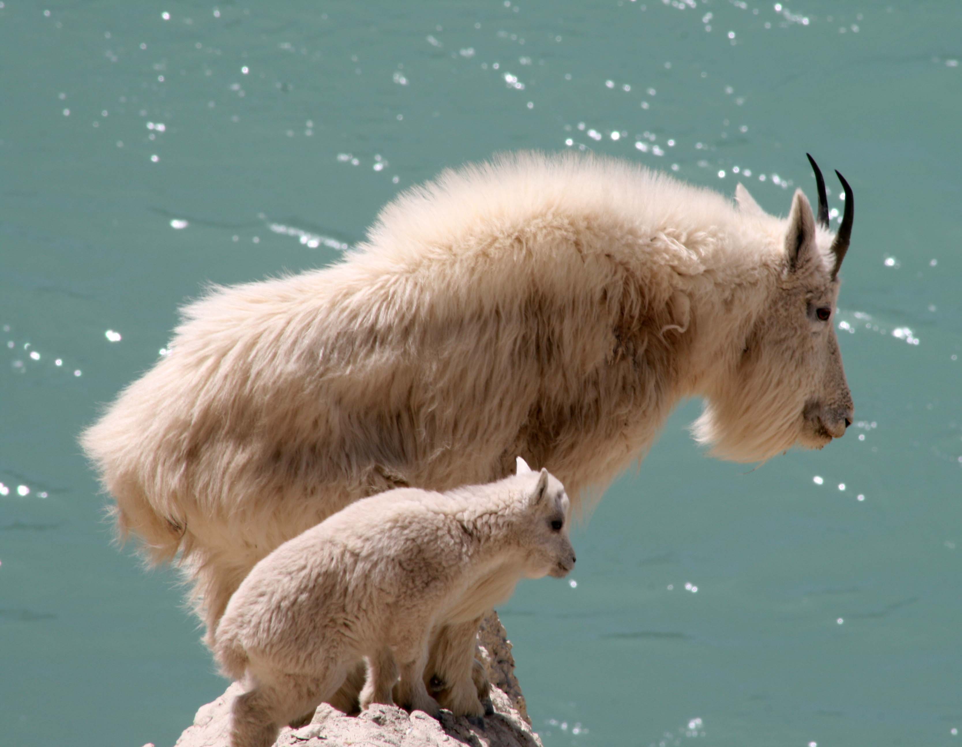 HQ Mountain Goat Background