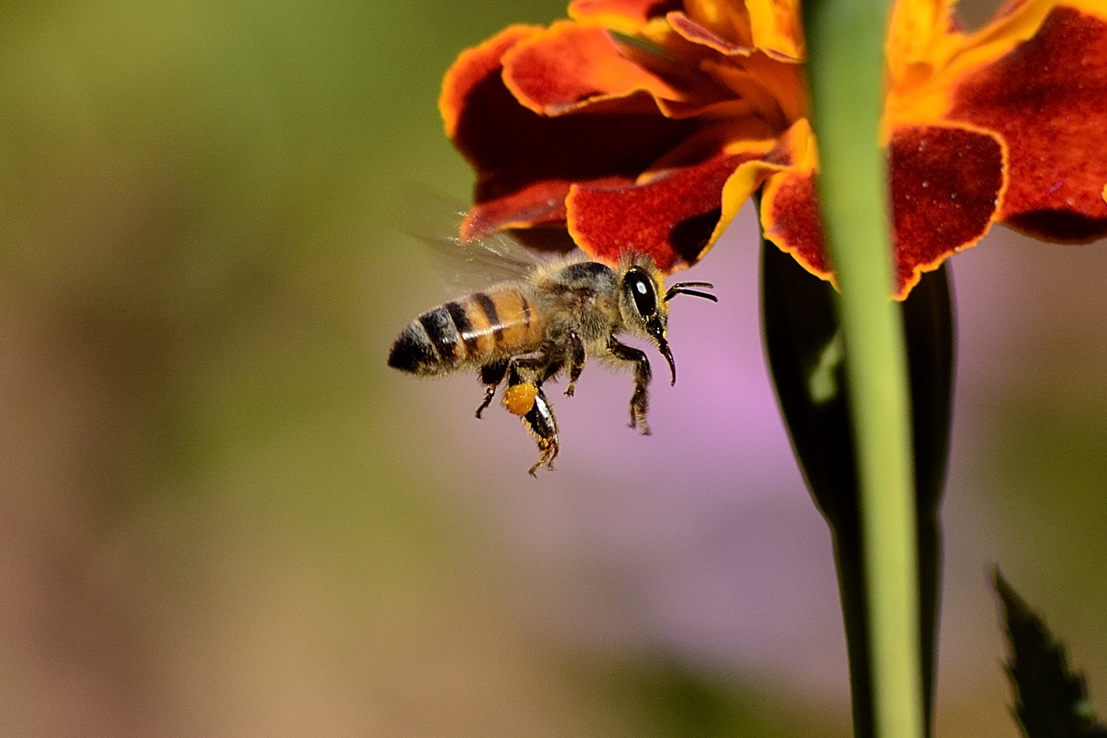 macro, bee, wings, pollination, honey bee, honeybee