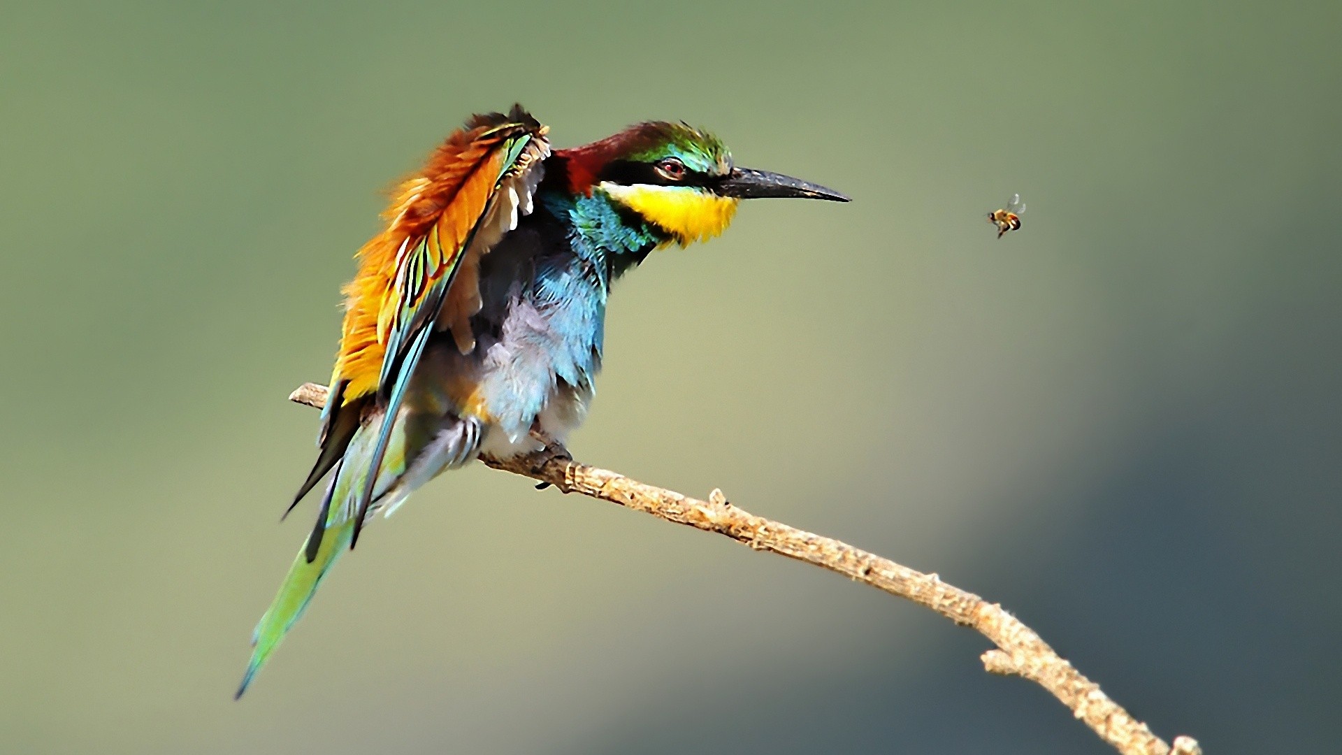 247720 Hintergrundbild herunterladen tiere, vogel, biene, feder, insekt, vögel - Bildschirmschoner und Bilder kostenlos
