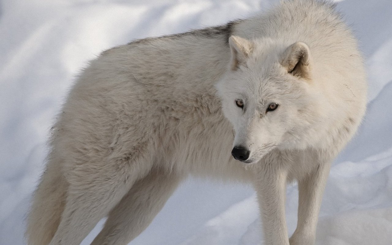 Скачать обои Арктический Волк на телефон бесплатно