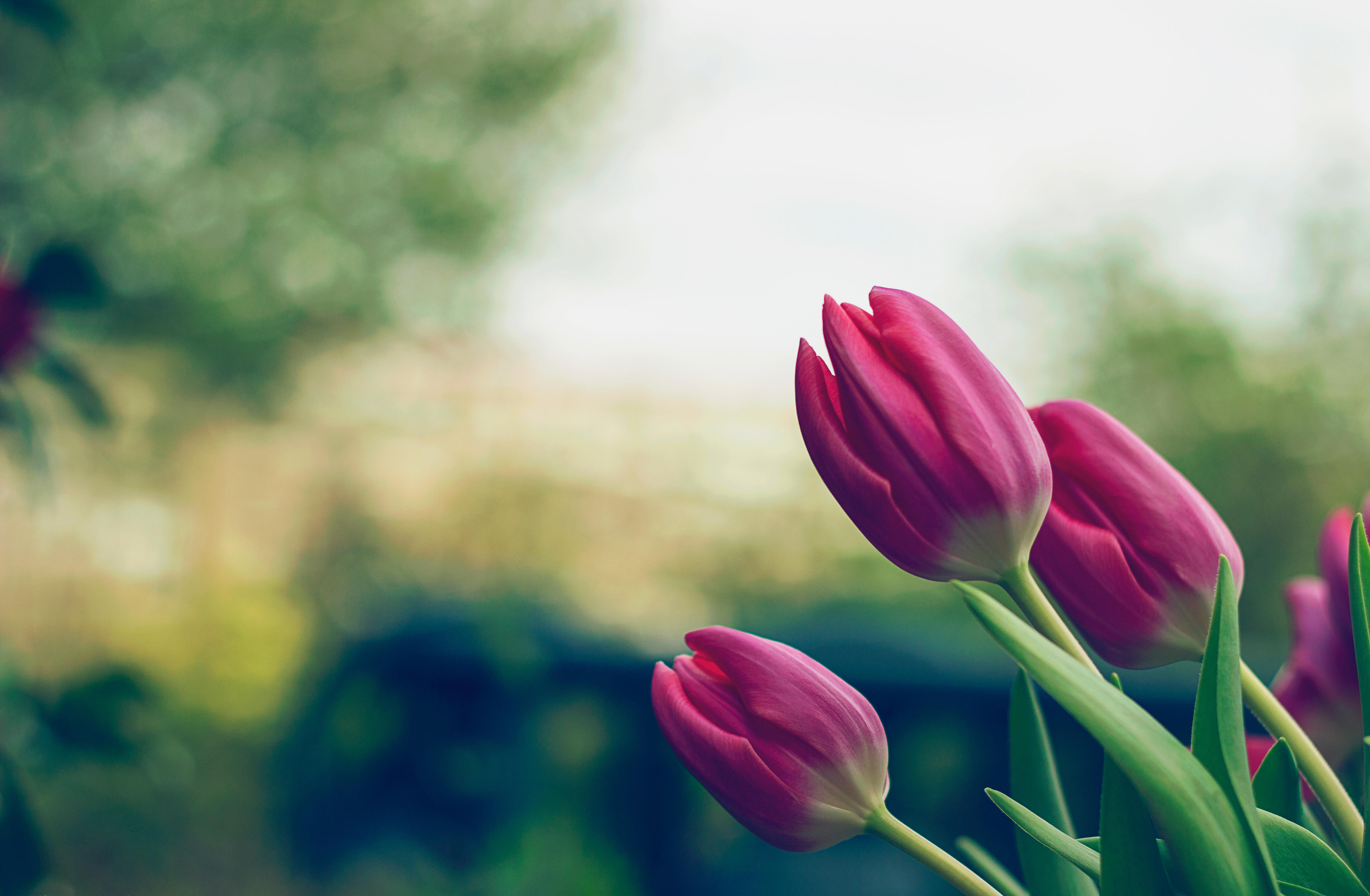 Скачати мобільні шпалери Рожевий, Тюльпани, Квіти безкоштовно.