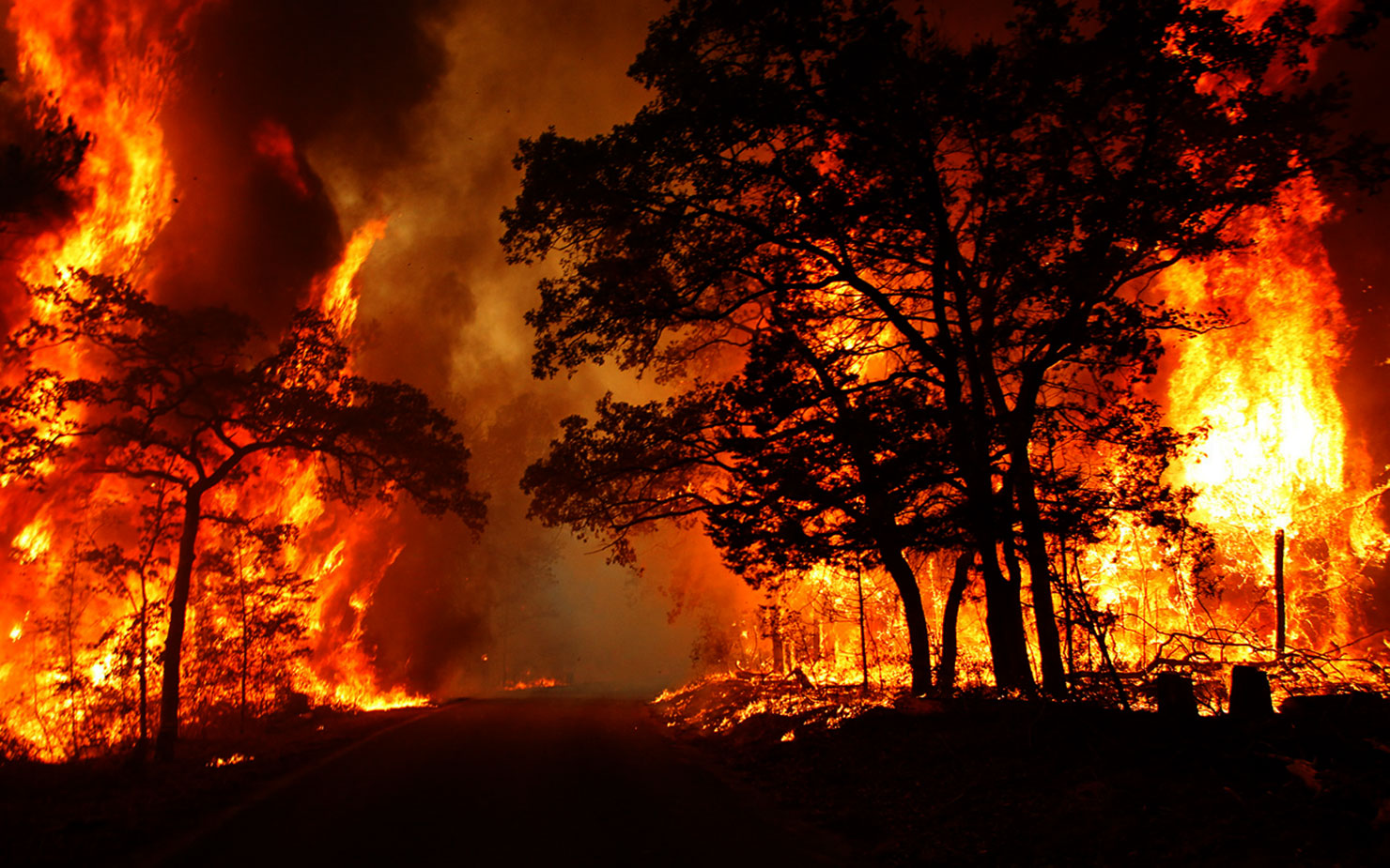 Лесной пожар картинки