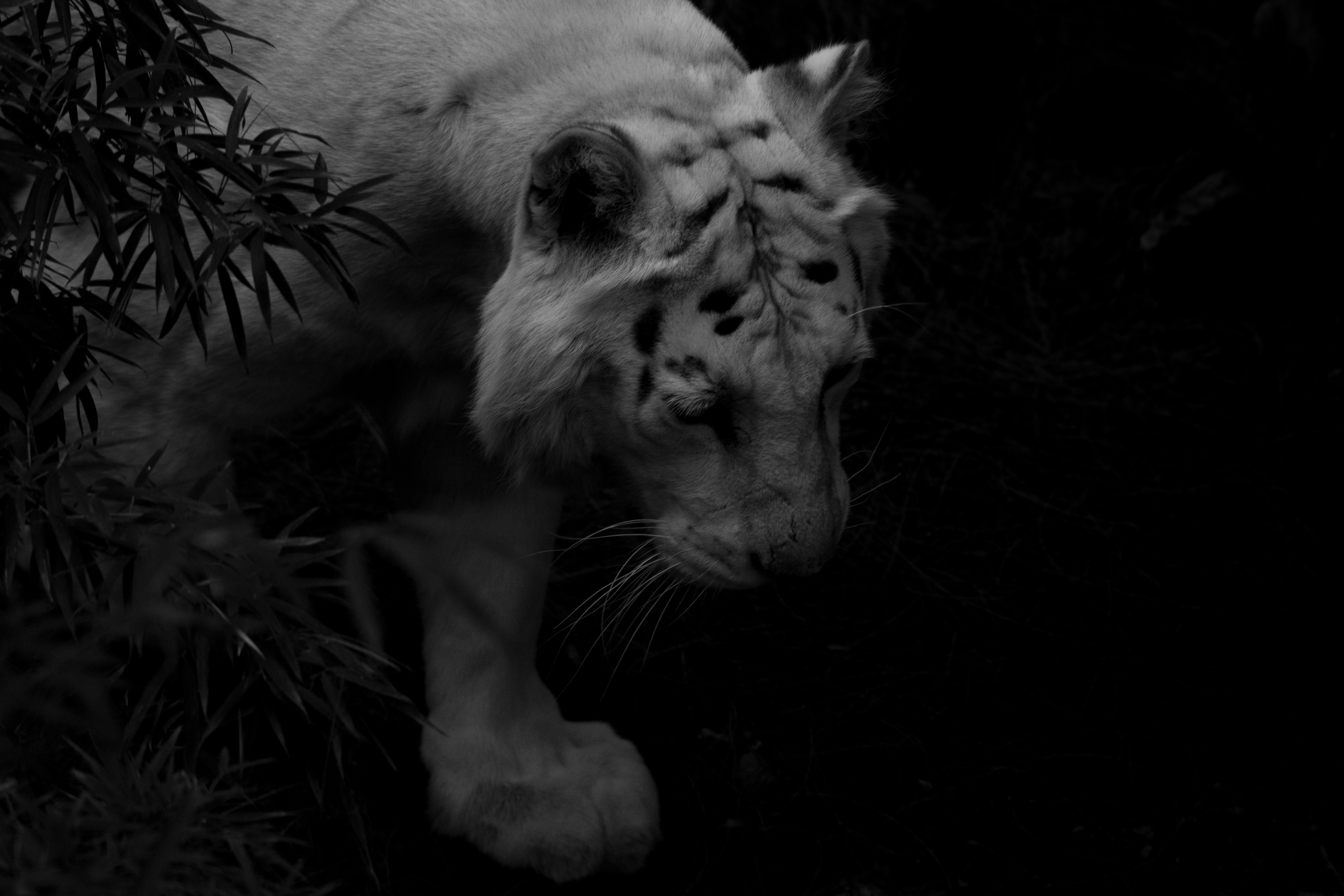 dark, shadows, animals, predator, tiger, white tiger 1080p