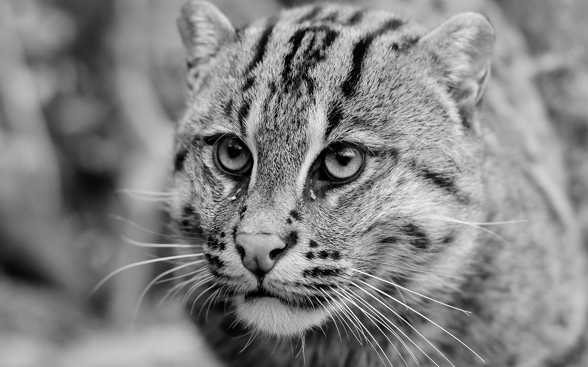 animal, wildcat images