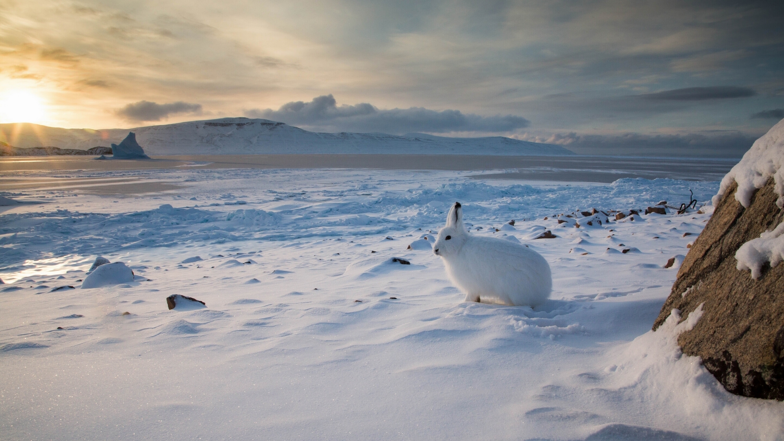 864270 скачать обои арктический заяц, зайцы, животные, ландшафт, снег - заставки и картинки бесплатно