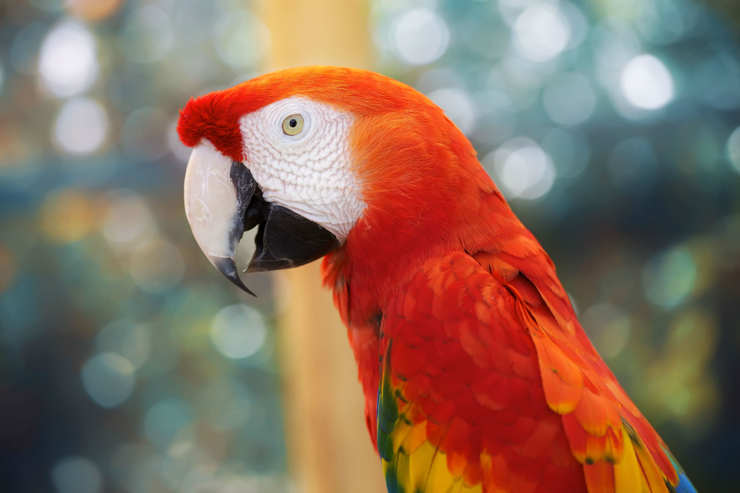 animal, scarlet macaw, bird, birds High Definition image