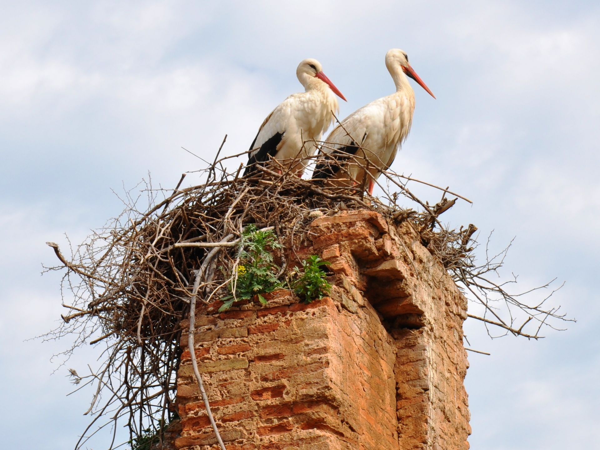animal, white stork, birds phone background