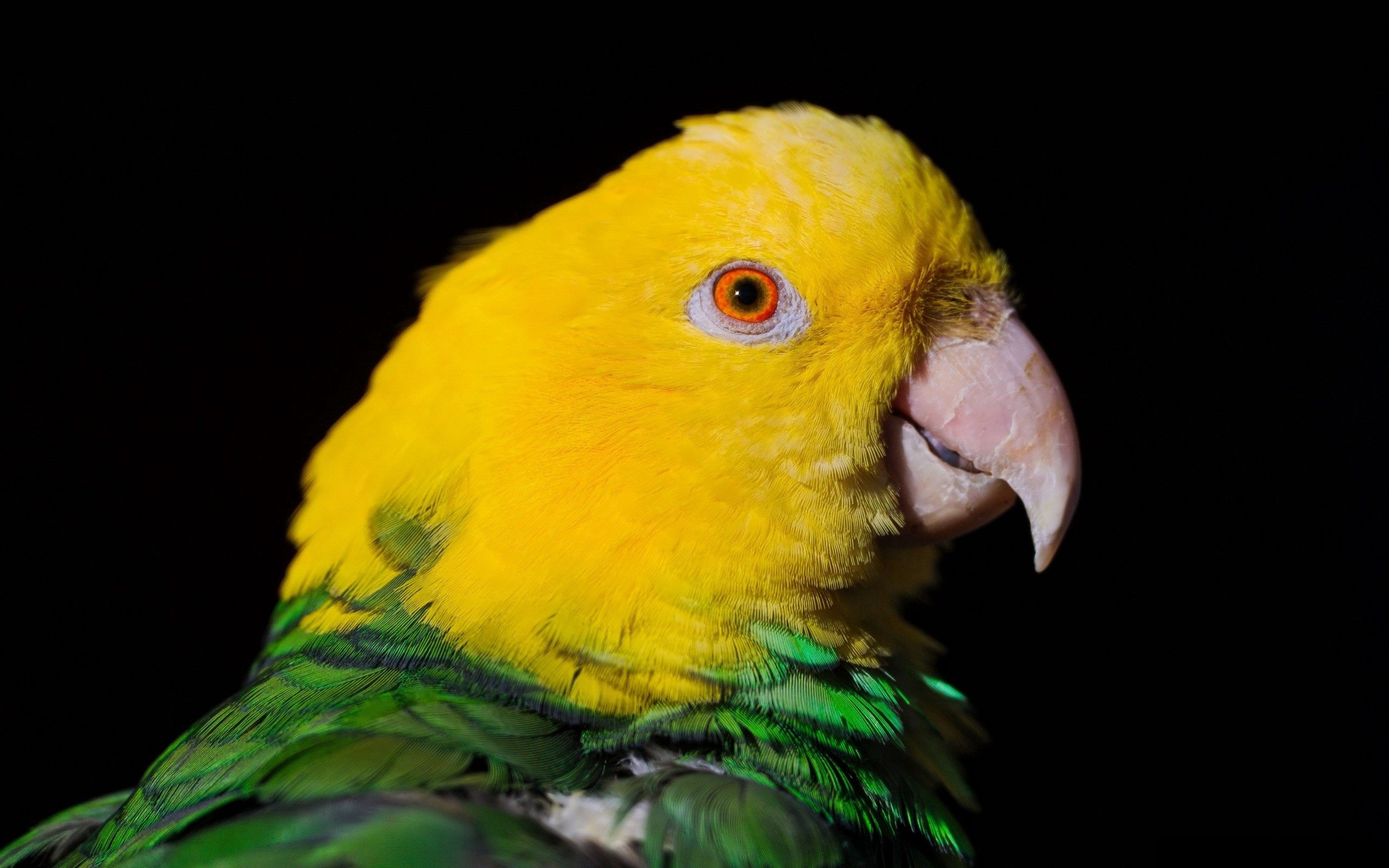 desktop Images animals, parrots, dark, beak, color