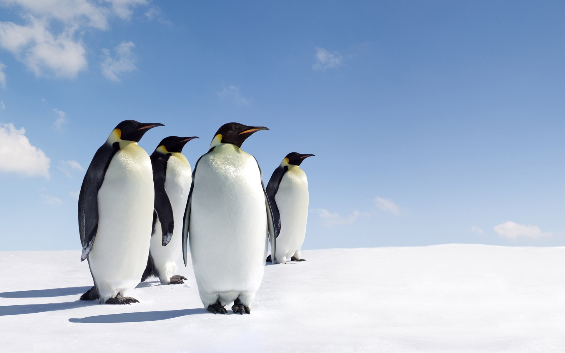 Handy-Wallpaper Tiere, Pinguins, Vögel kostenlos herunterladen.