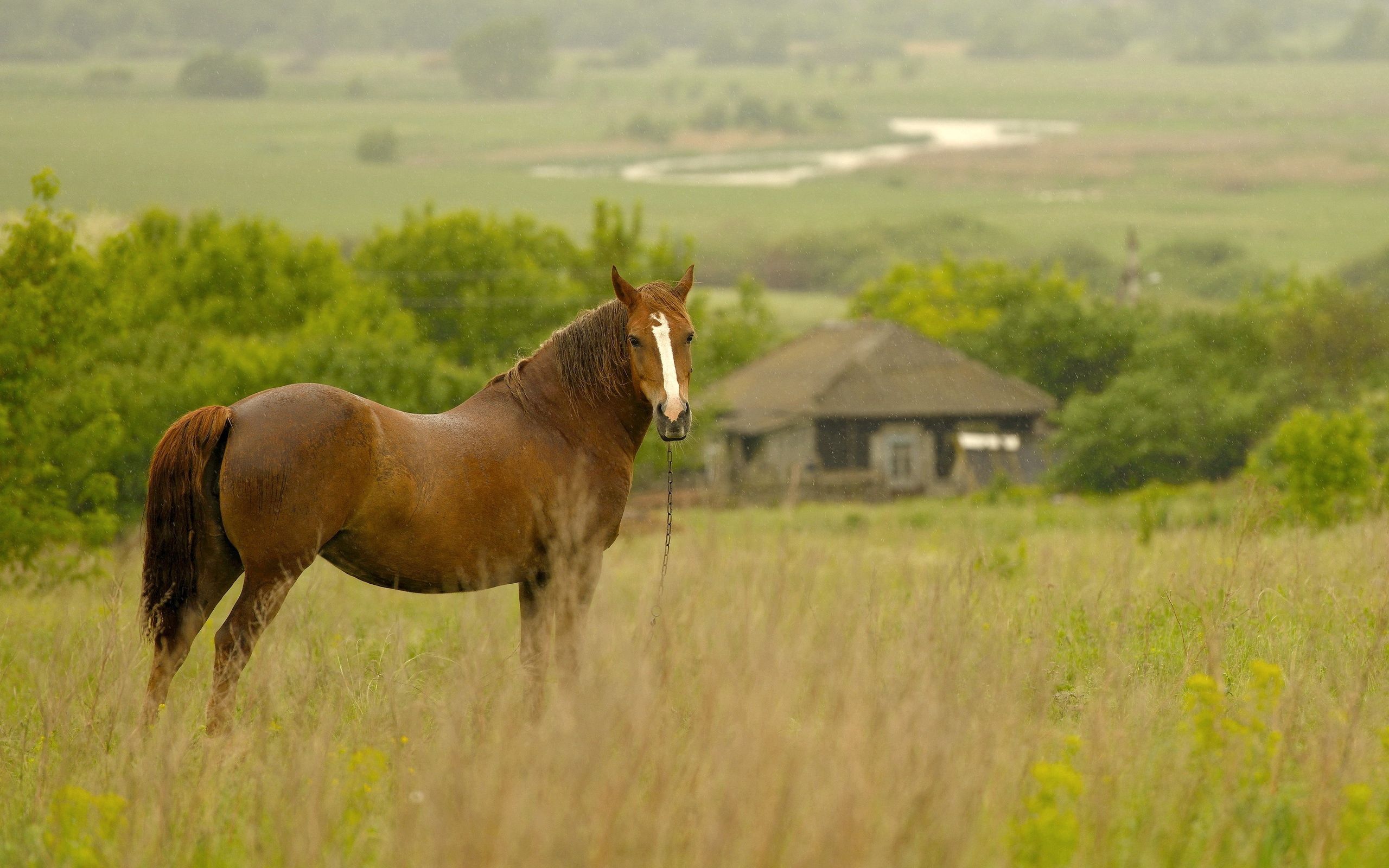 Laden Sie das Pferd, Grass, Wiese, Tiere, Feld-Bild kostenlos auf Ihren PC-Desktop herunter
