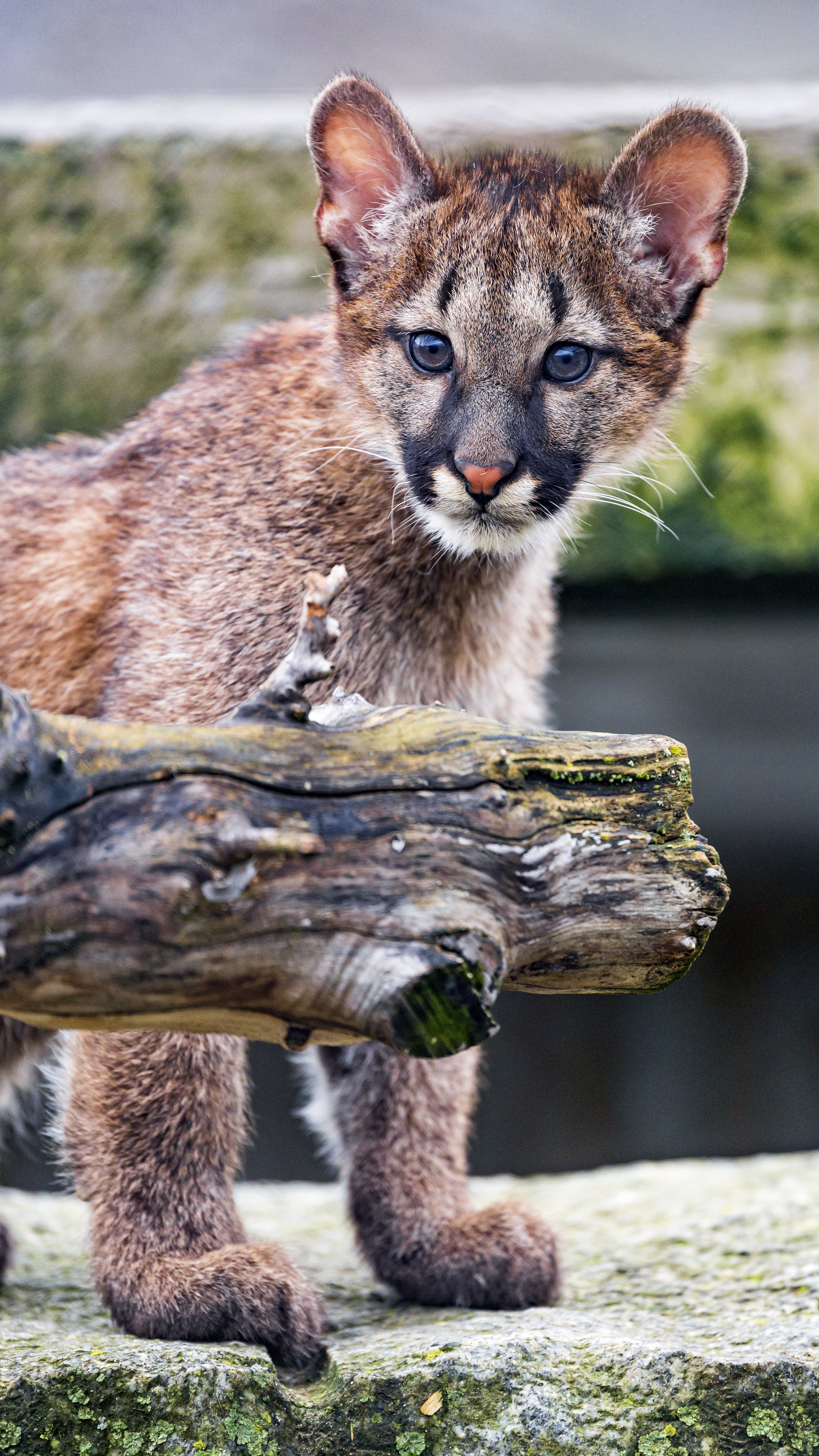 wallpapers animals, puma, young, sight, opinion, nice, sweetheart, joey