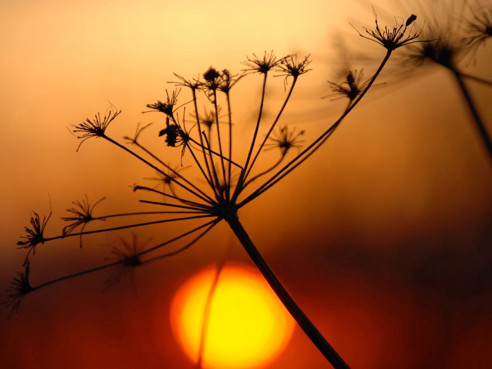 desktop Images shine, sunset, plant, macro, light, bright, shadow, withered, dried up
