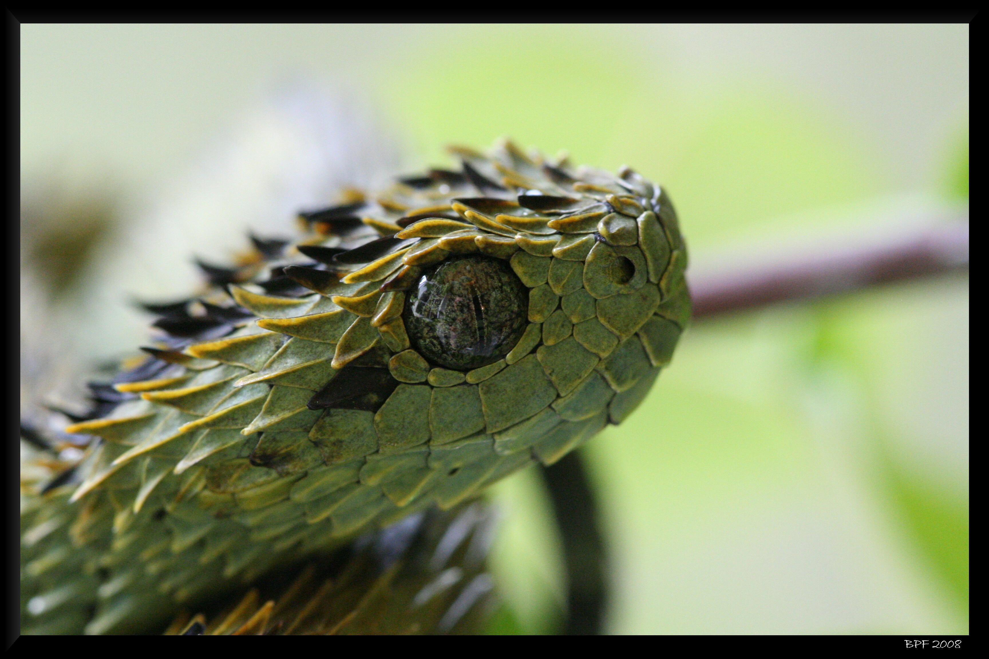 305020 Hintergrundbild herunterladen tiere, viper, stachelige buschviper, reptilien - Bildschirmschoner und Bilder kostenlos