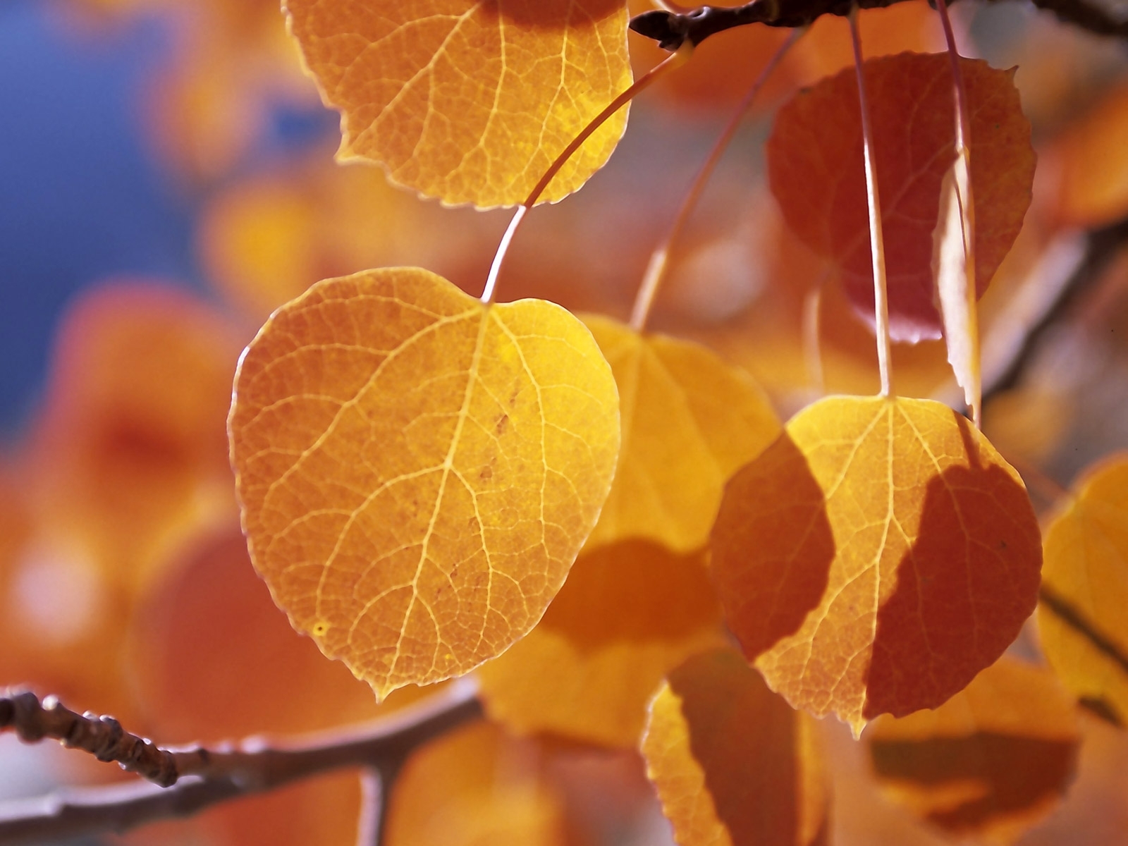 無料モバイル壁紙植物, 木, 葉, 秋, オレンジをダウンロードします。